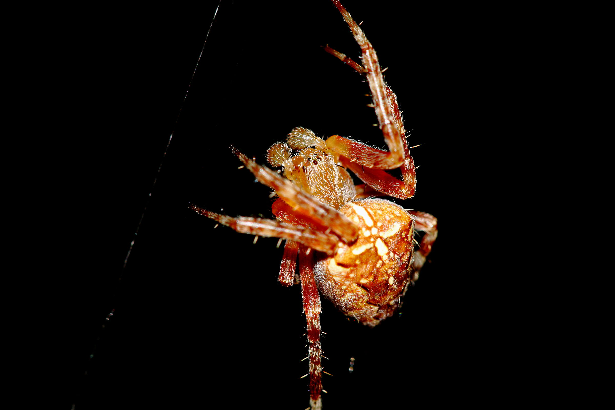 Araneus Diadematus