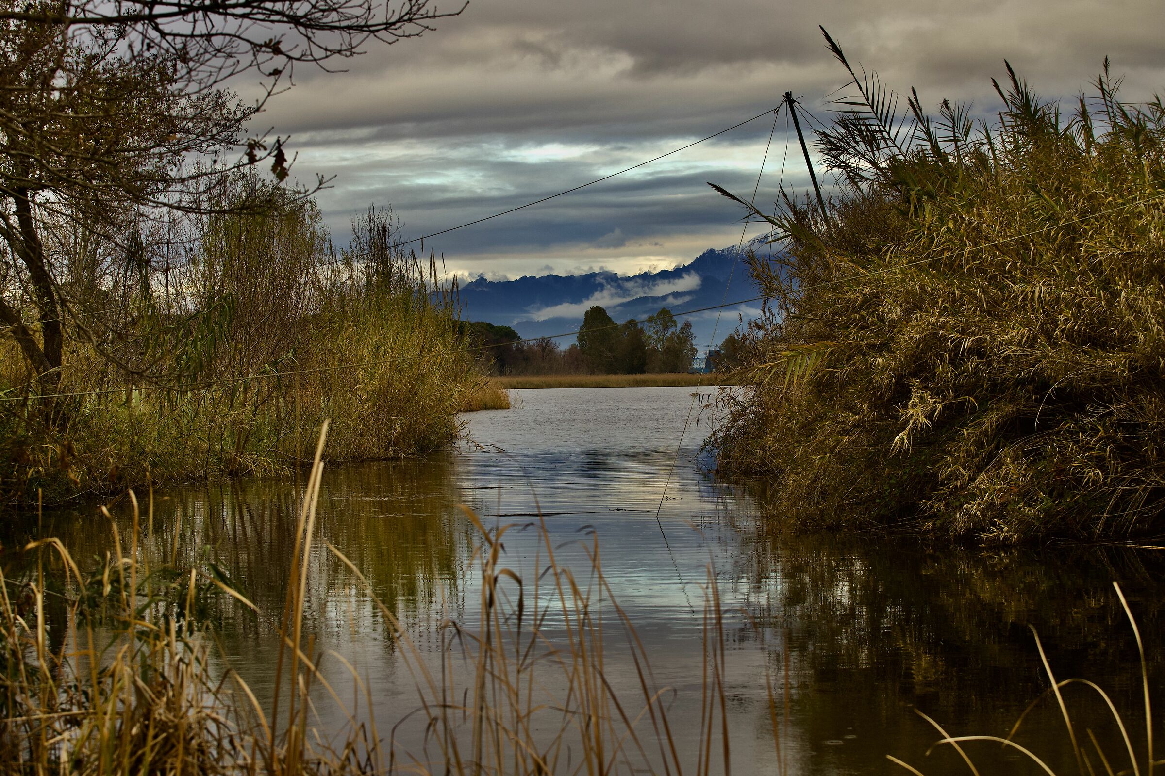 Glimpse from Lake Massaciuccoli