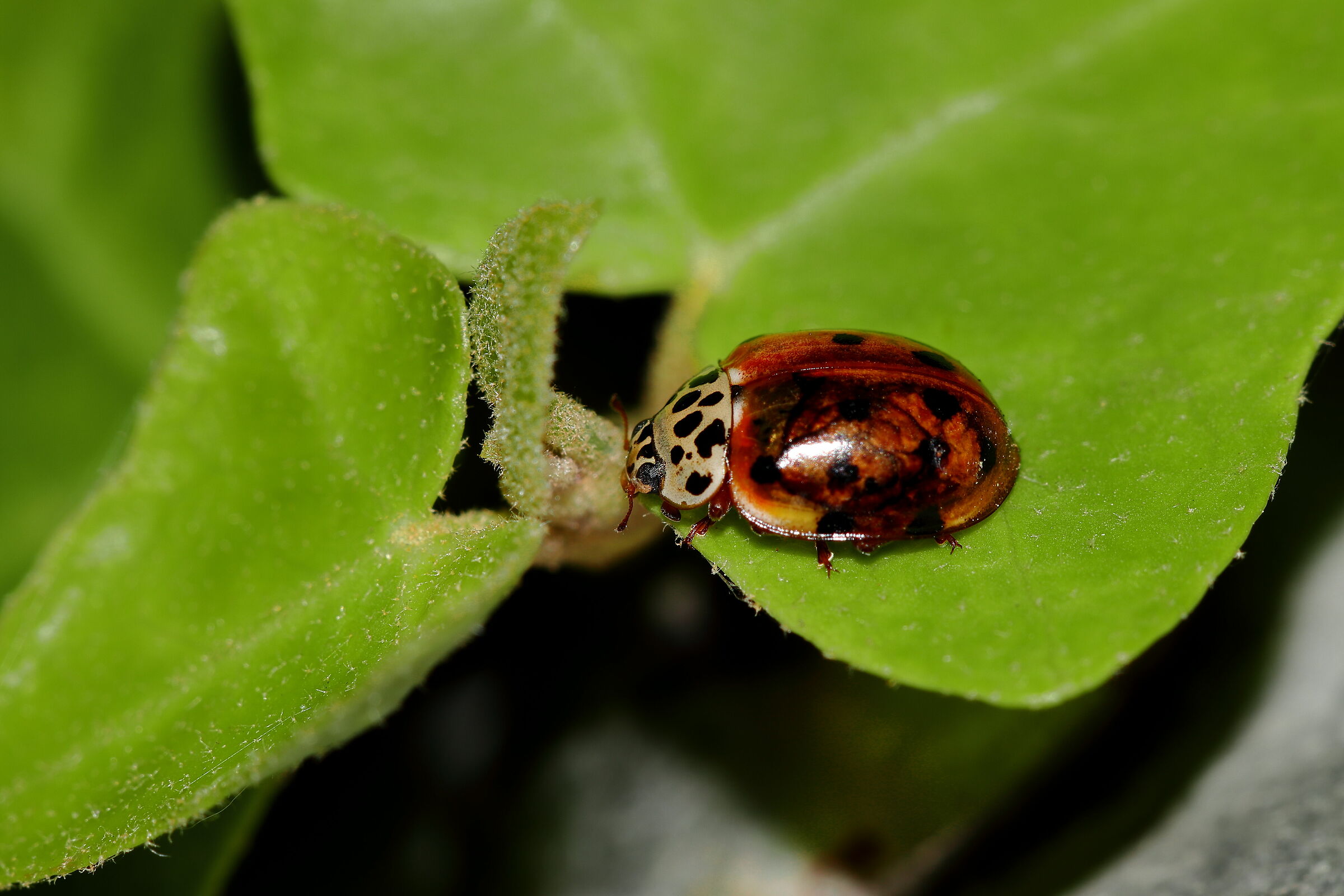Coccinella
