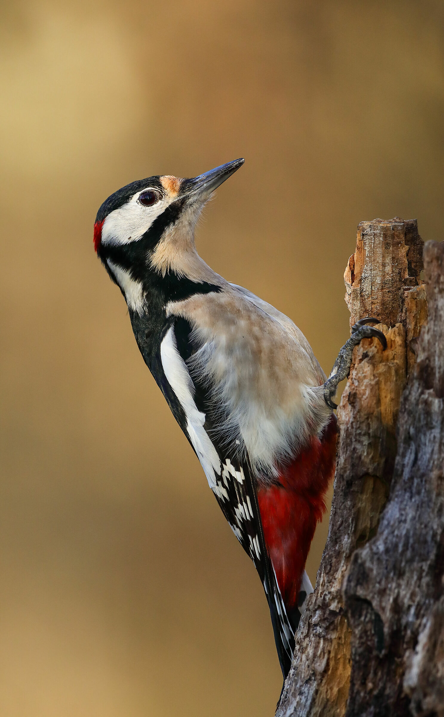 Picchio Rosso Maggiore