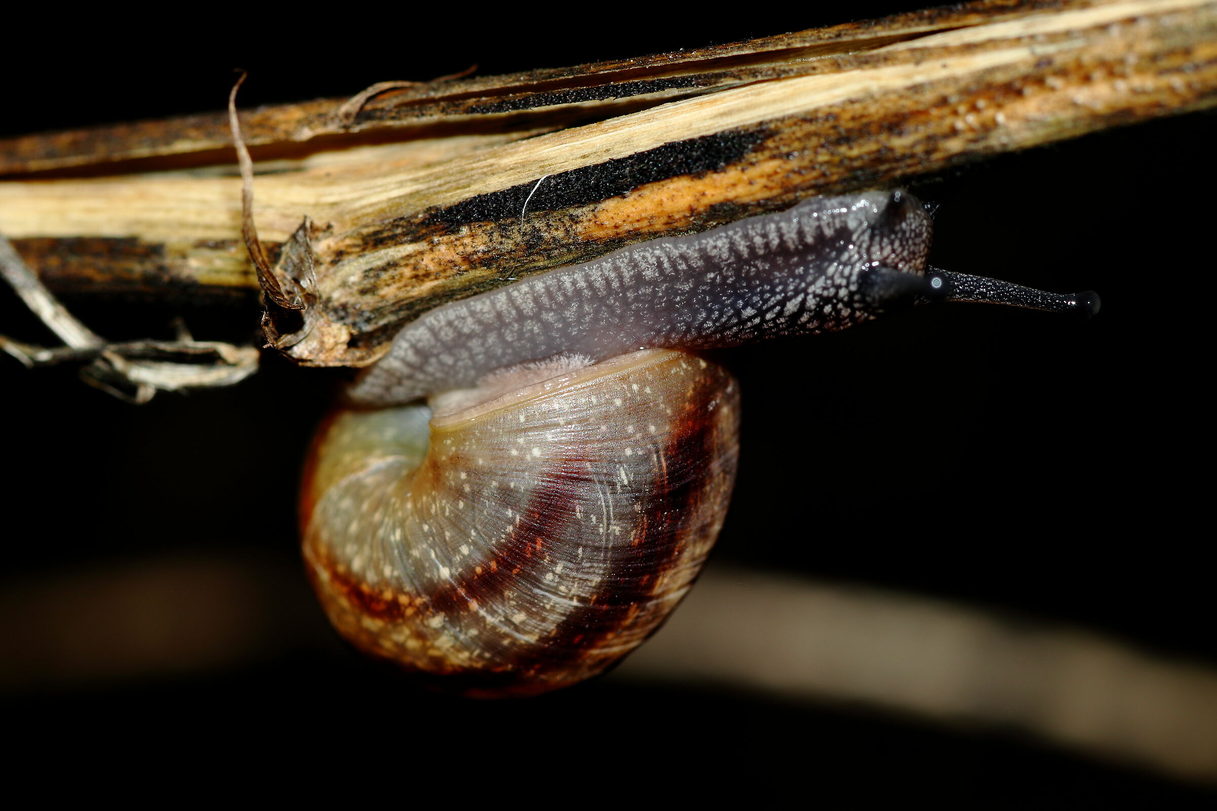 Stellar snail