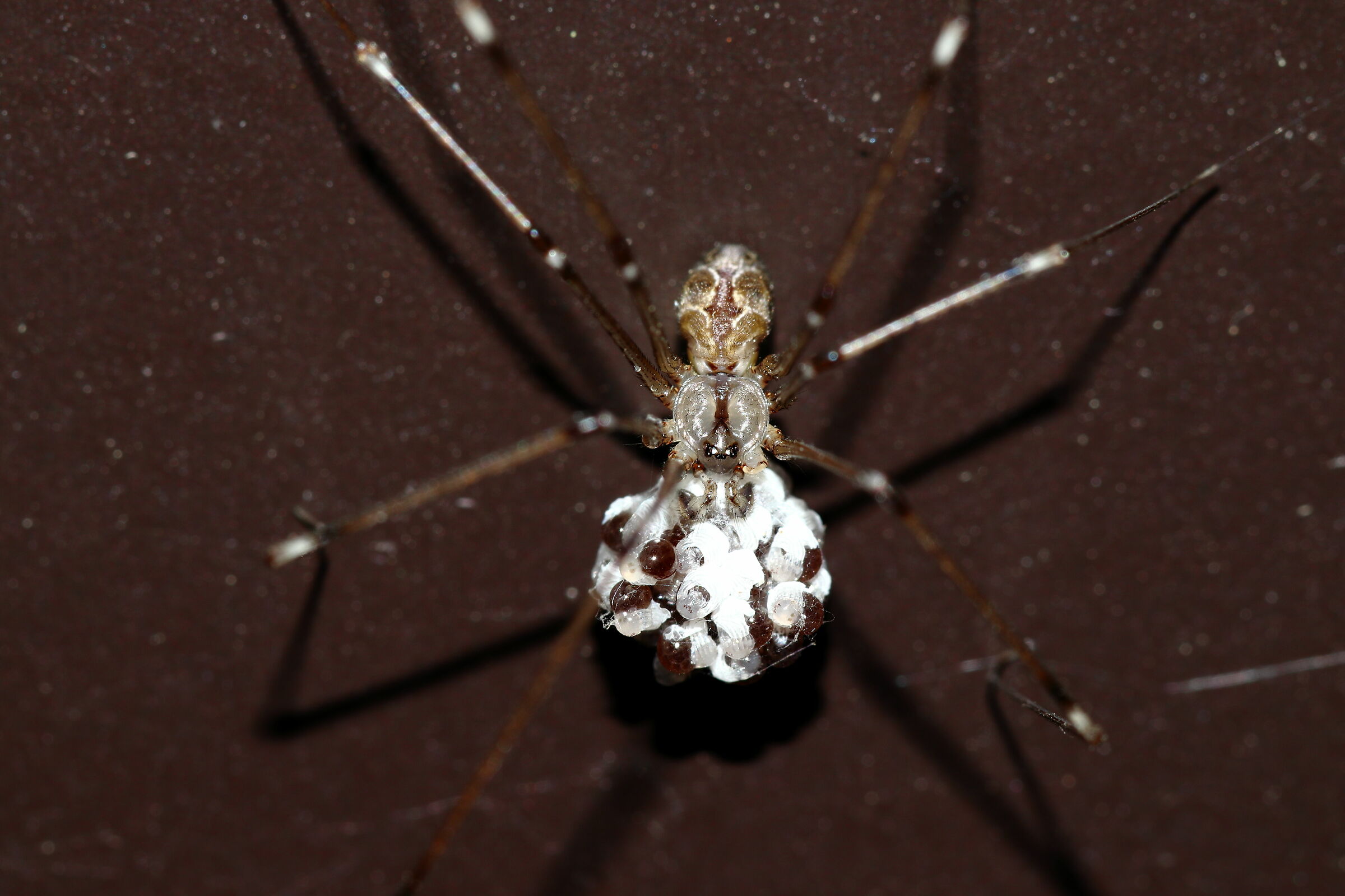 Pholcus phalangioides with ovitta