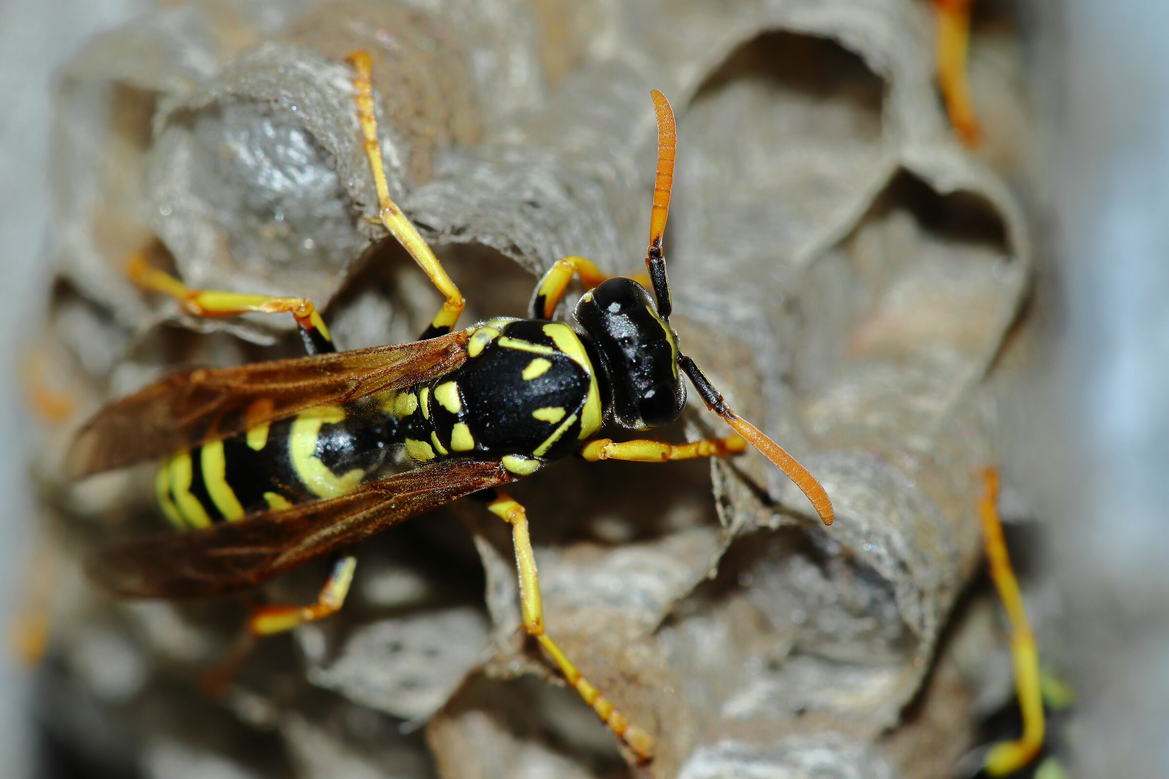 Wasp