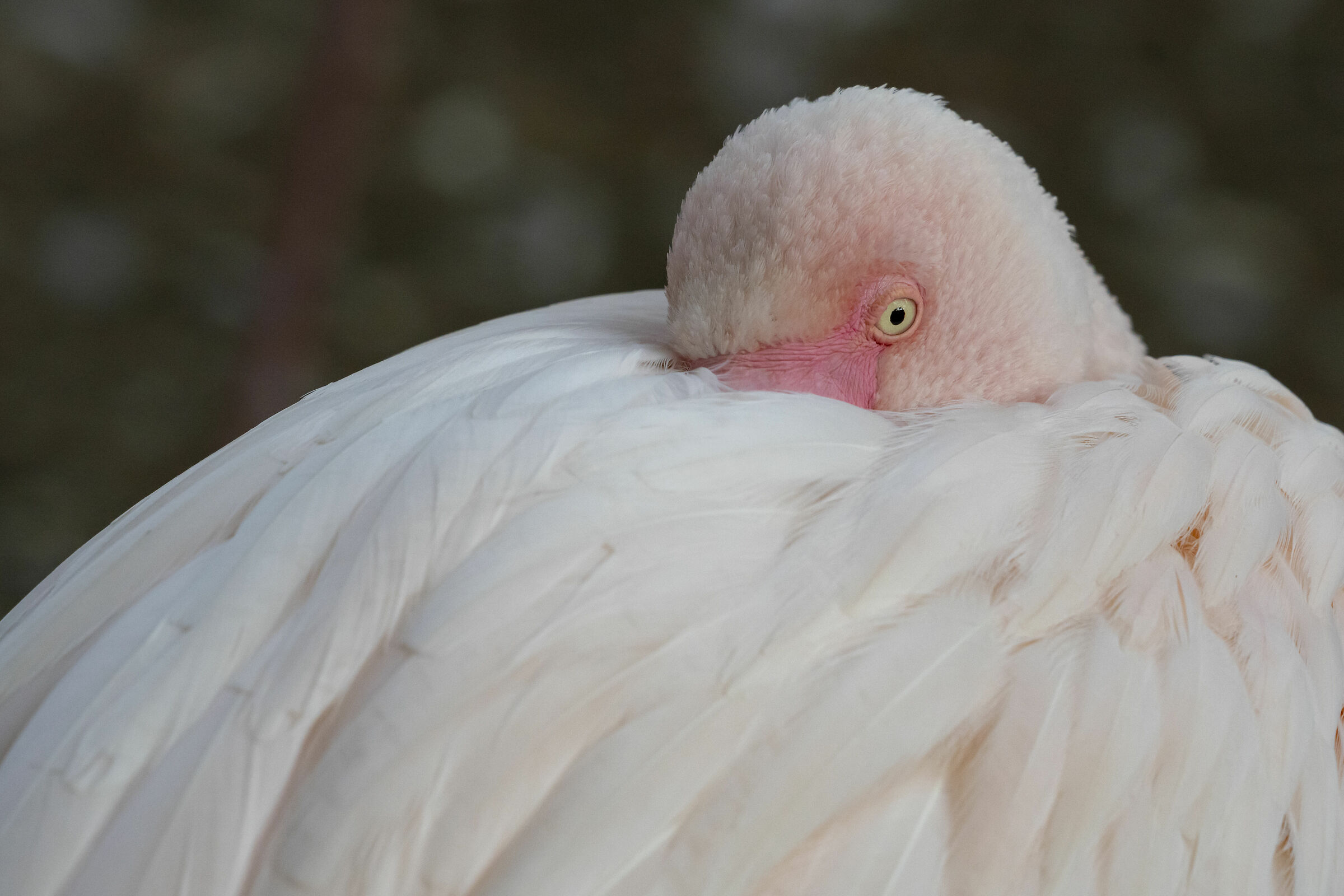 pink flamingo