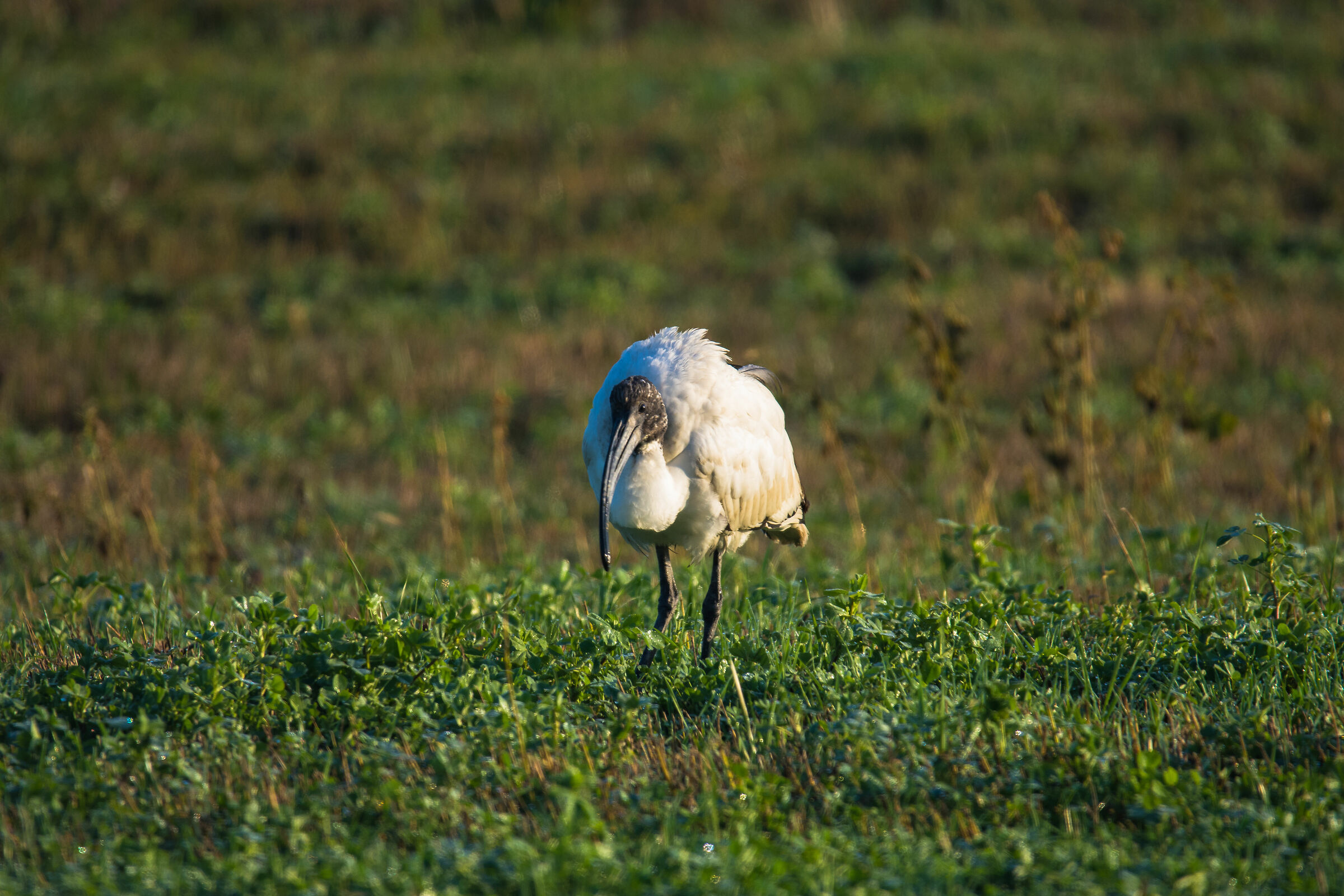 nikon d7200 + sigma 60-600 mano libera