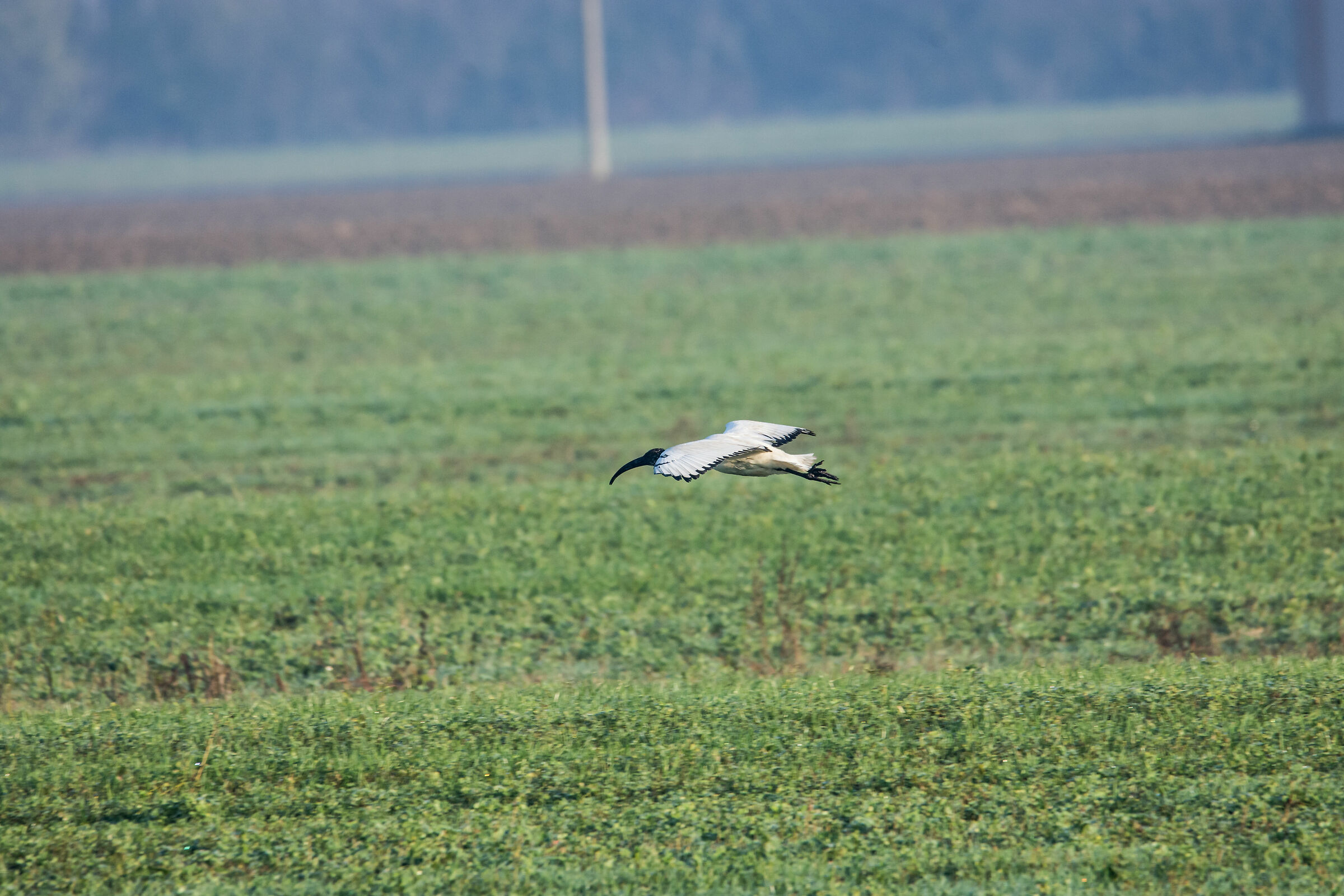 nikon d7200 + sigma 60-600 mano libera