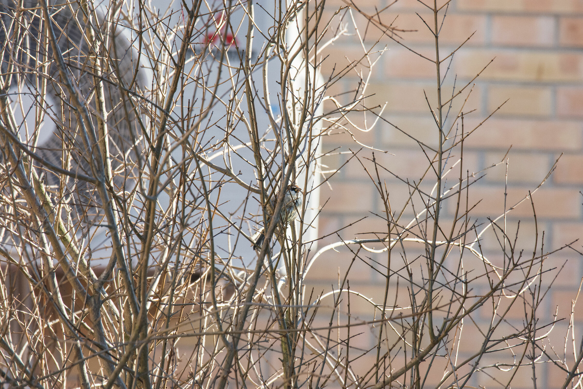 nikon d7200 + sigma 60-600 mano libera