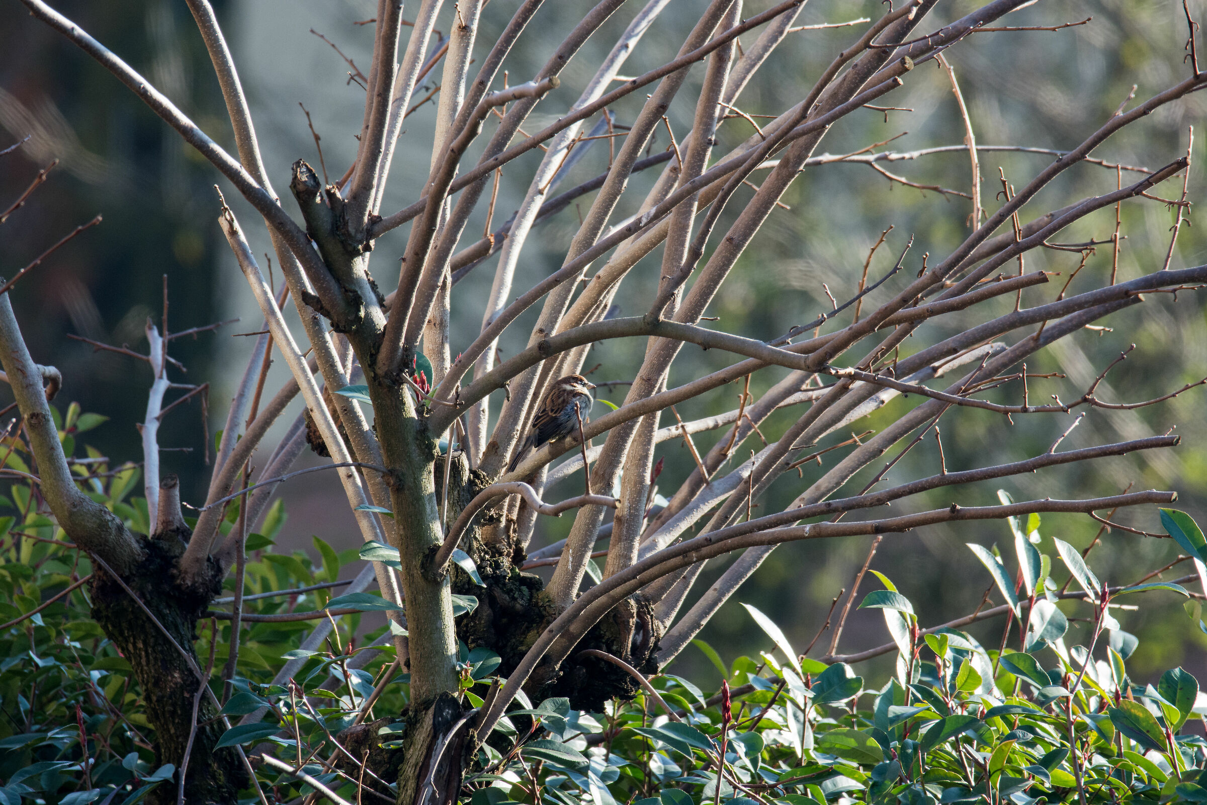 nikon d7200 + sigma 60-600 mano libera