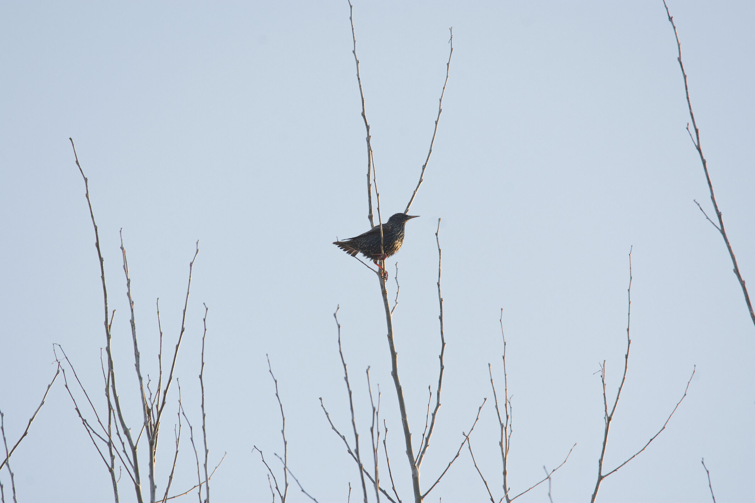 nikon d7200 + sigma 60-600 mano libera