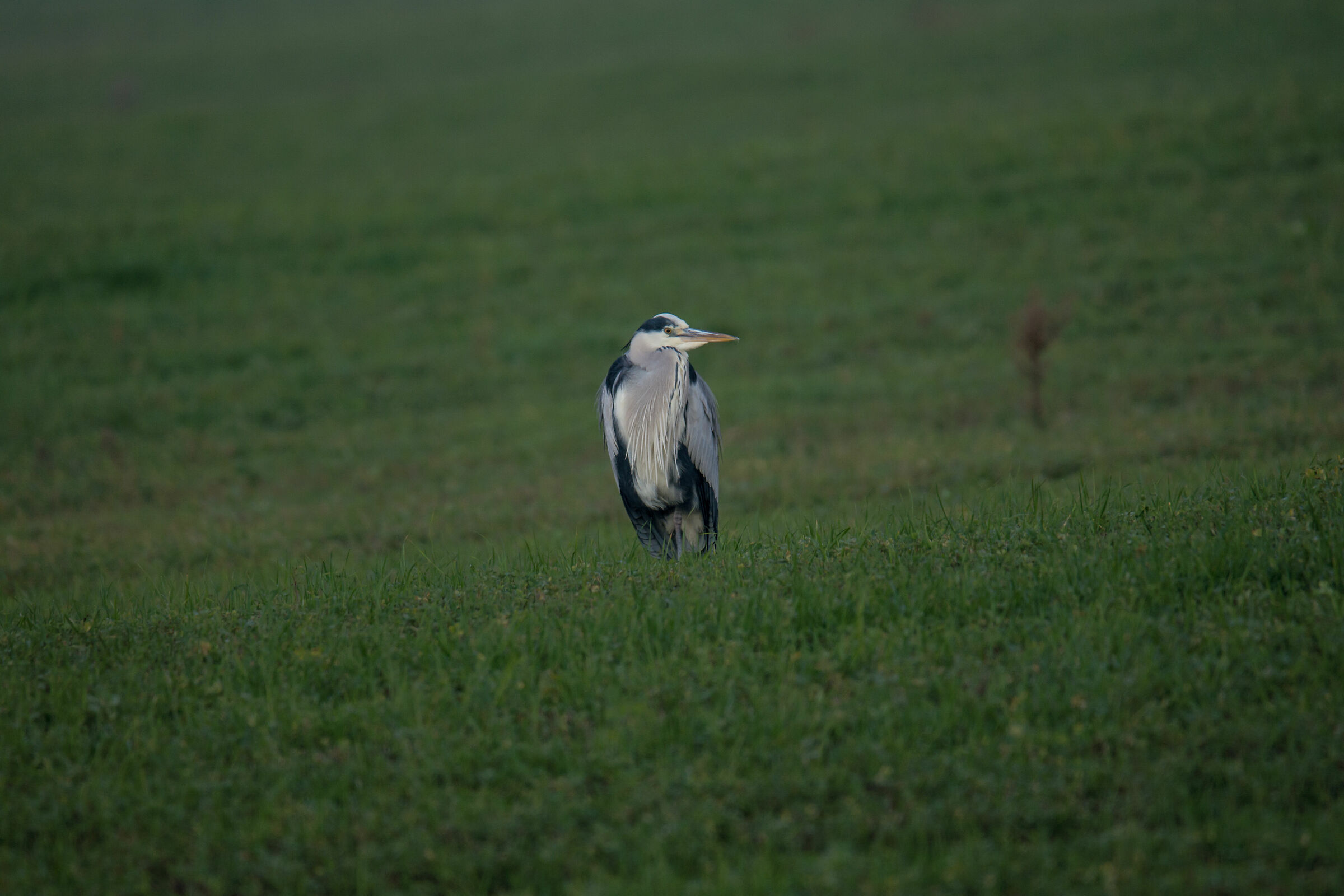 nikon d7200 + sigma 60-600 mano libera