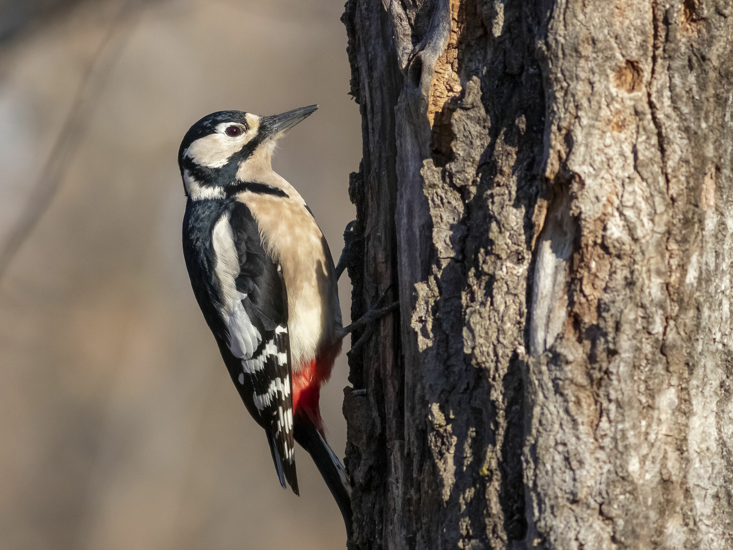 Picchio rosso maggiore fem.