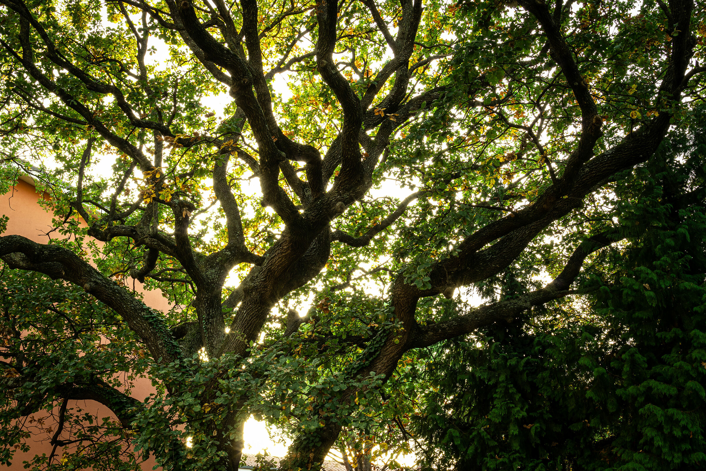 Light between the fronds