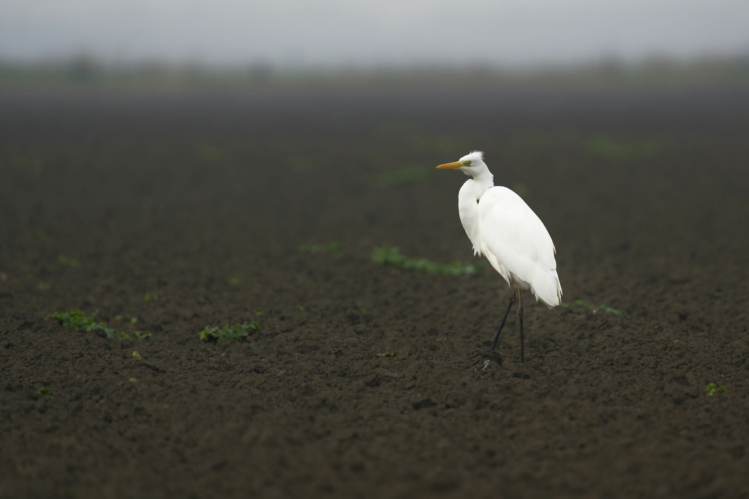 Airone Bianco Maggiore