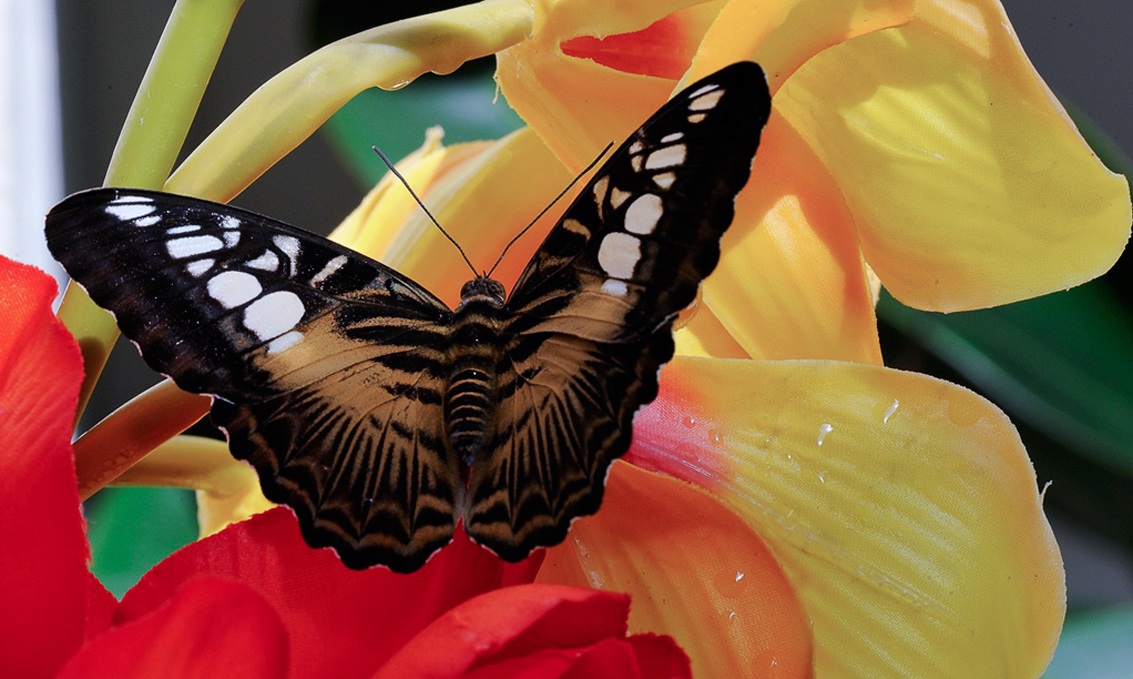 Farfalla 3