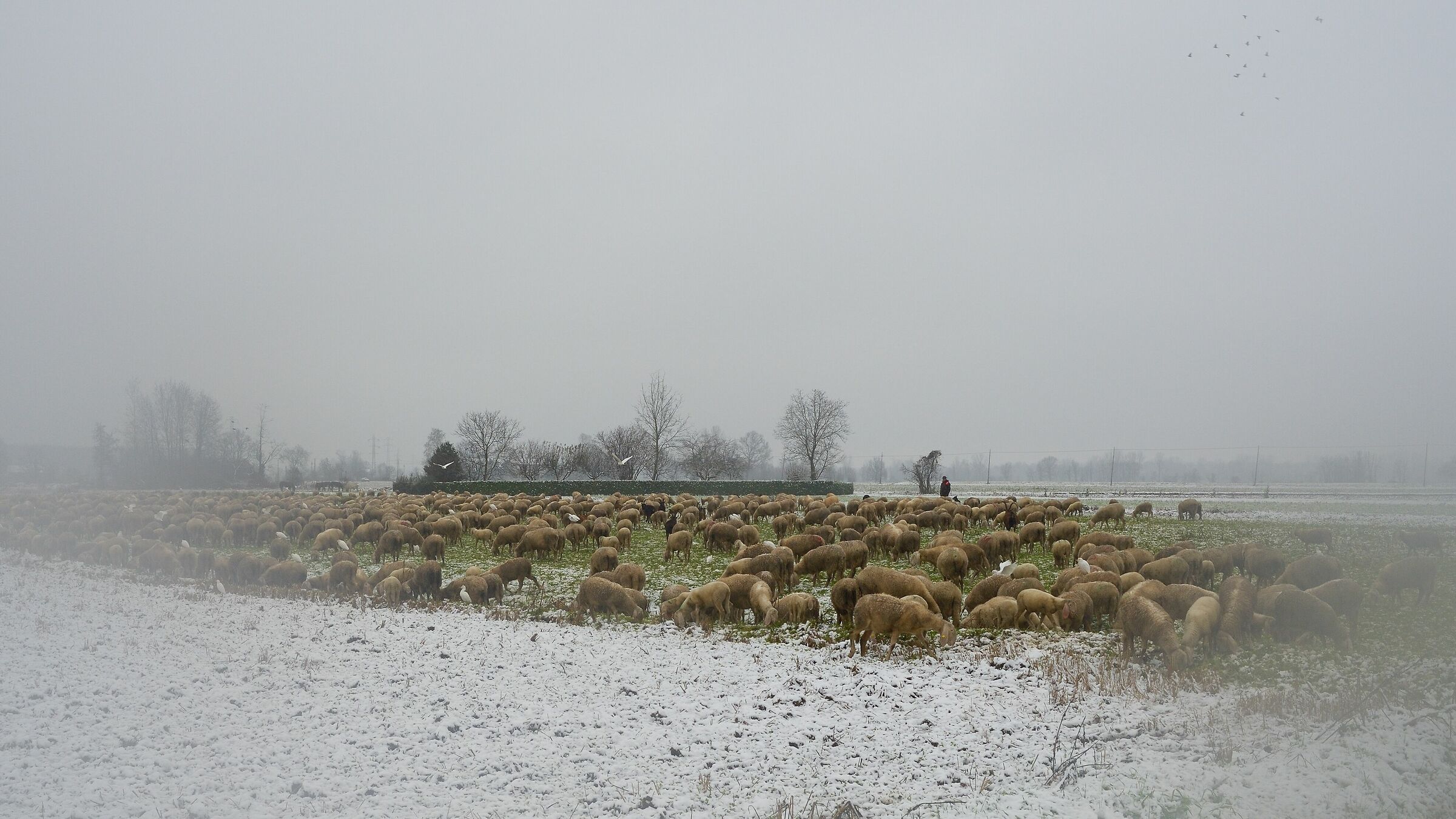 Gregge nella vallata del Ticino