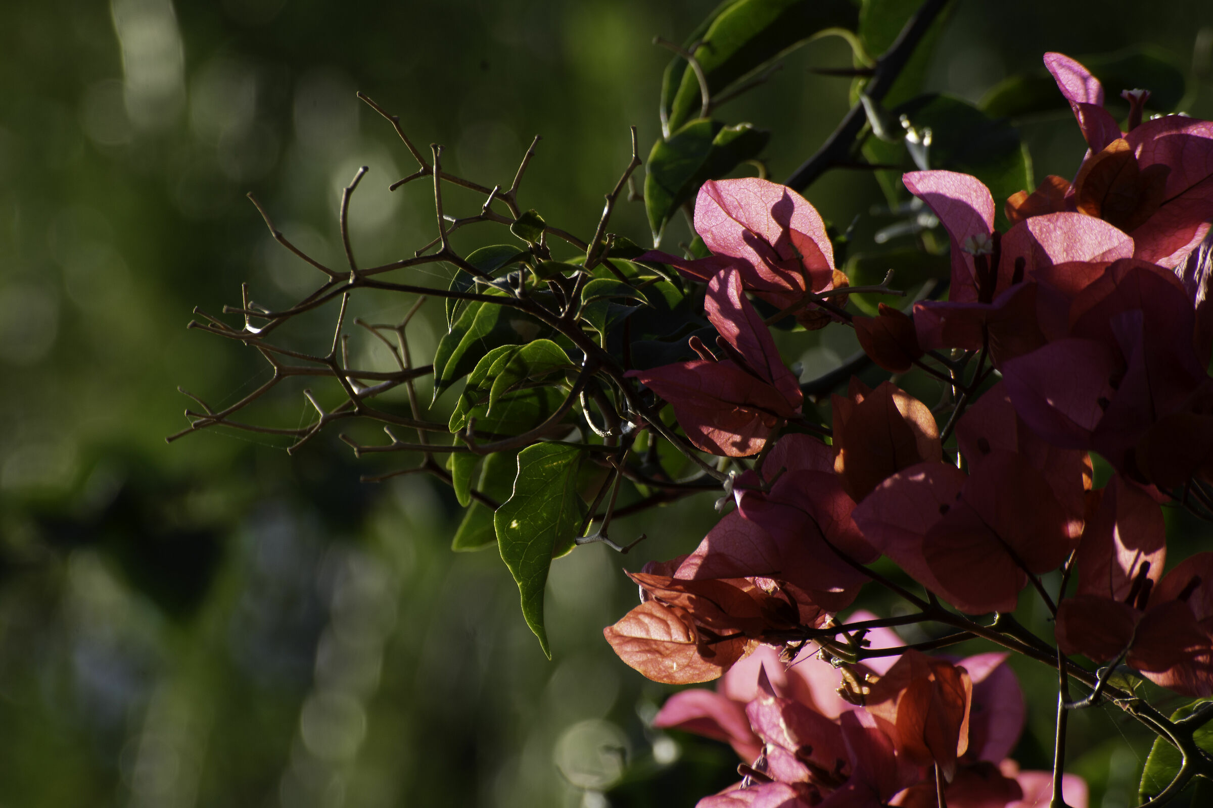 Bouganville (example sensor to clean)