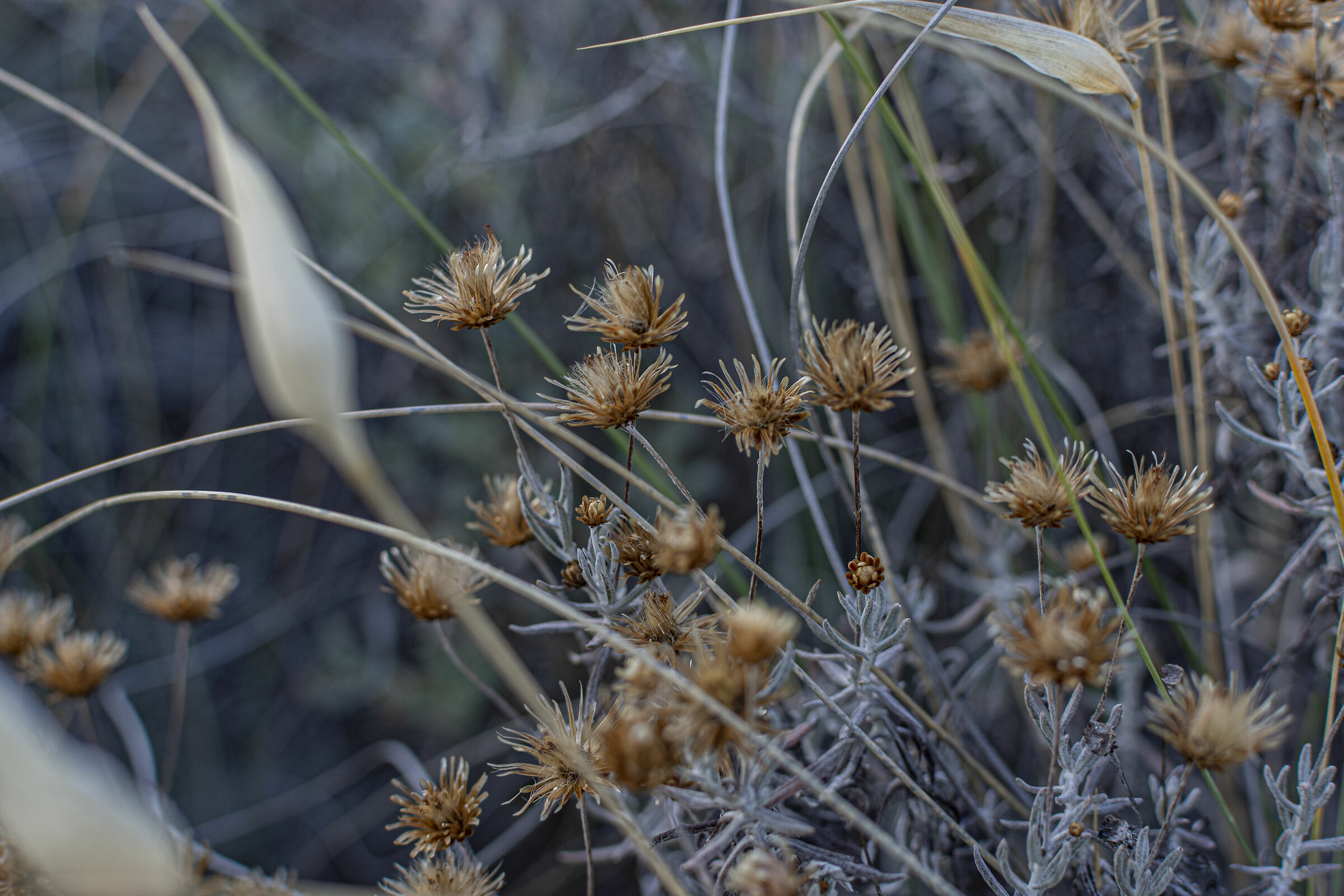 plant born on arid calabrian soil