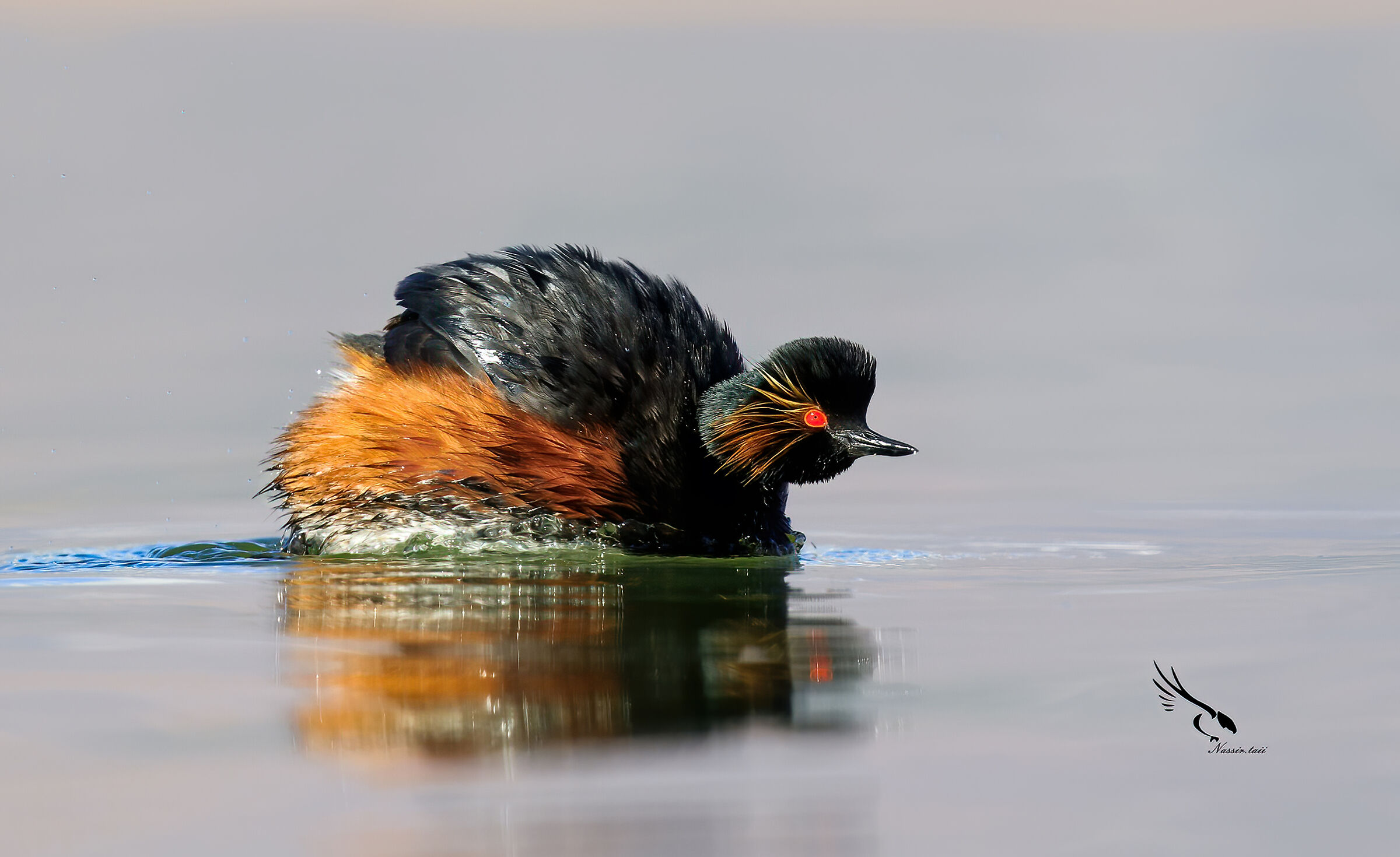 Svasso dal collo nero