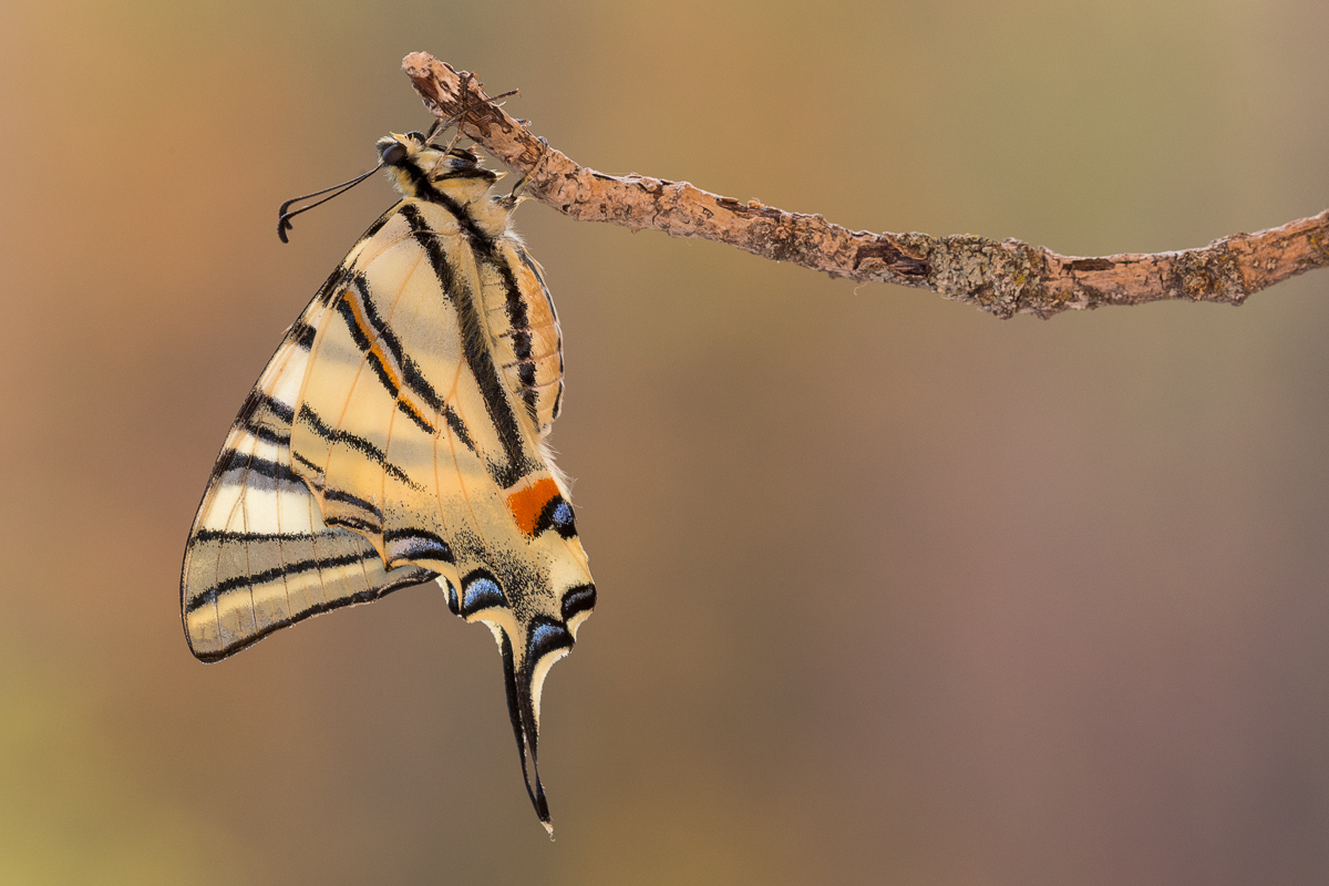 Podalirio adulto immerso in una calda luce ...!