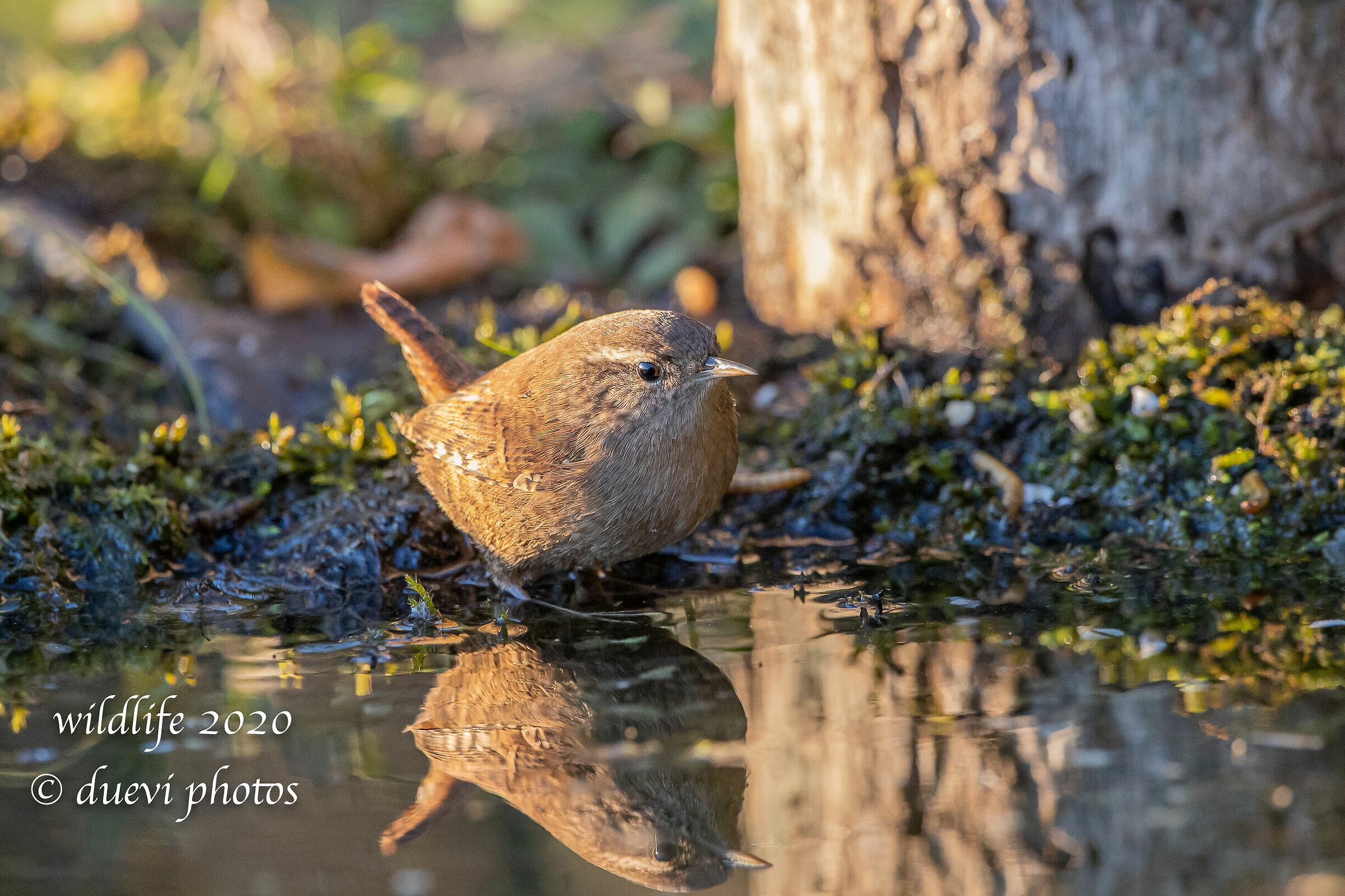 Wreathe (Troglodytes troglodyte)