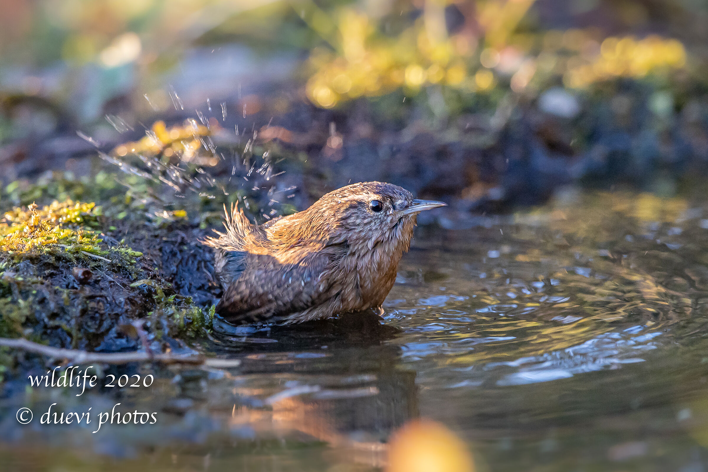 Wreathe (Troglodytes troglodyte)