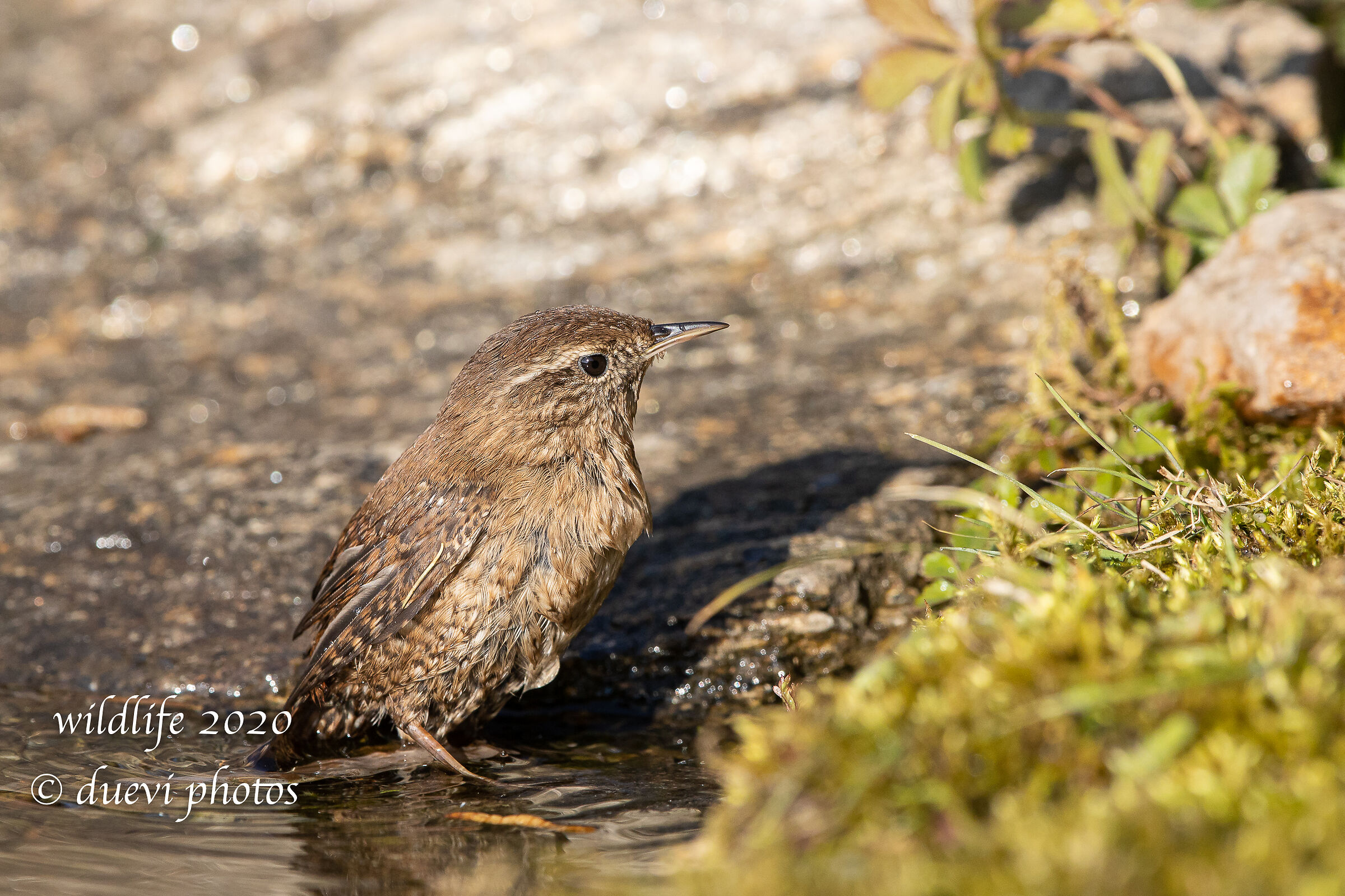 Wreathe (Troglodytes troglodyte)