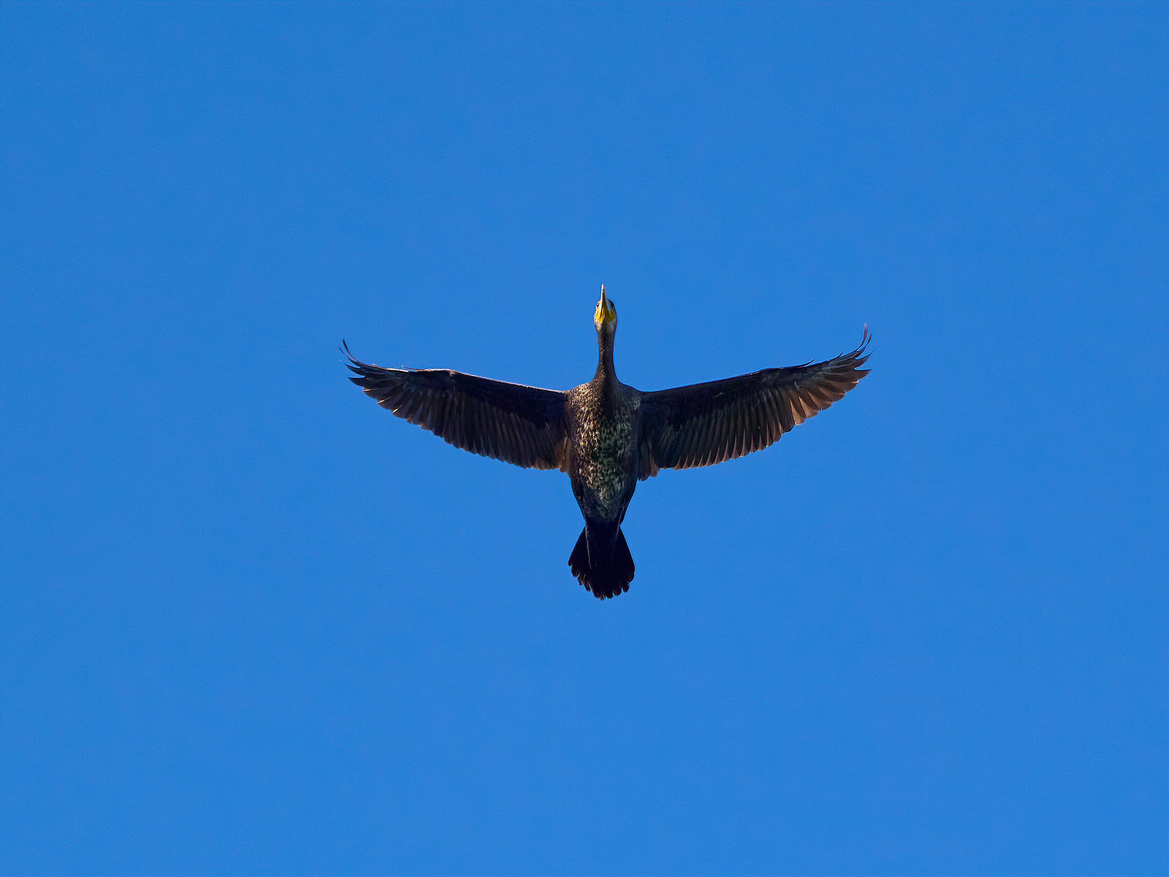 Cormorant