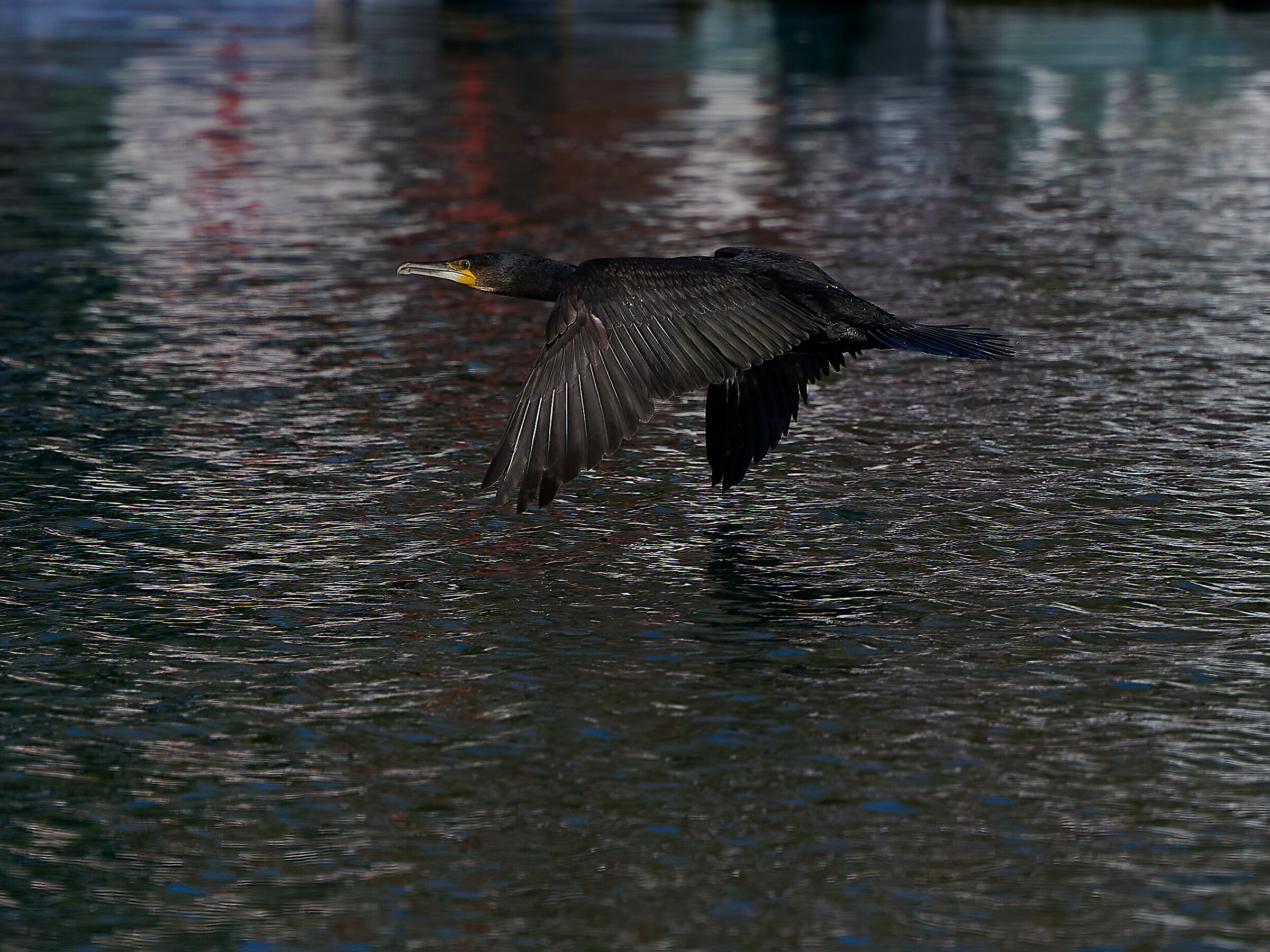 Cormorano