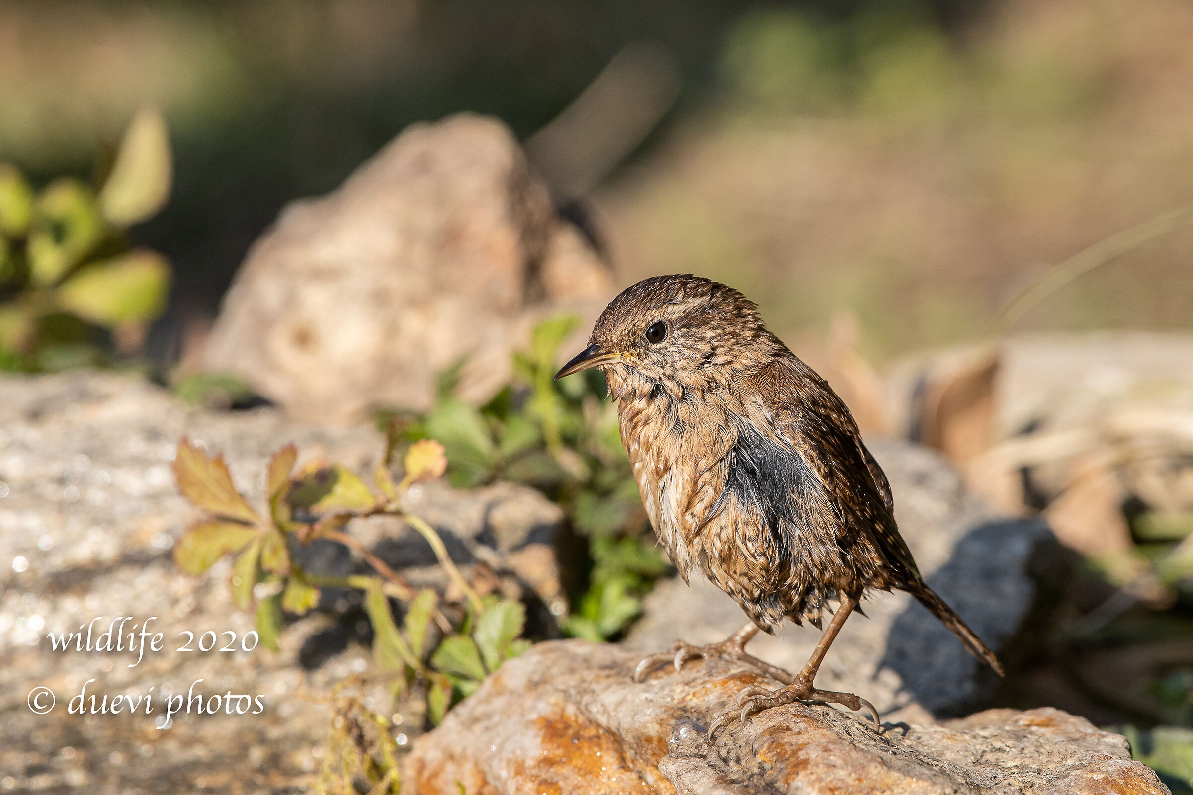 Wreathe (Troglodytes troglodyte)