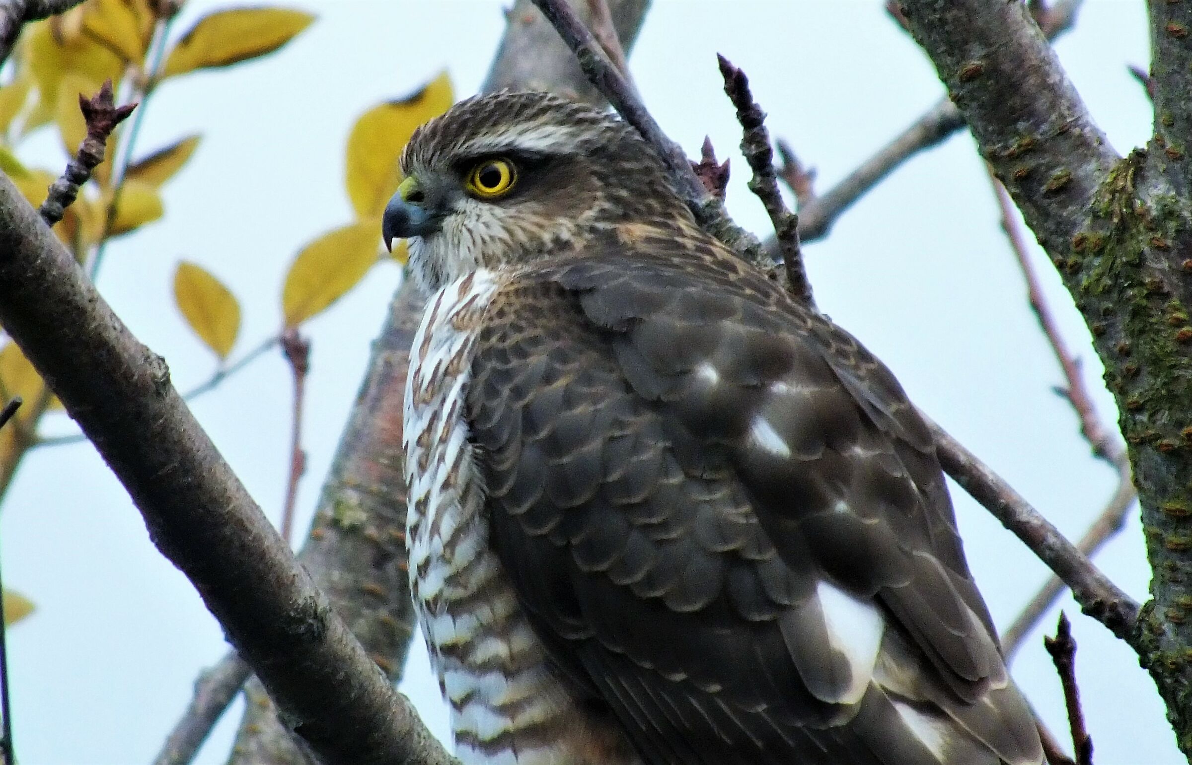 Sparrowhawk