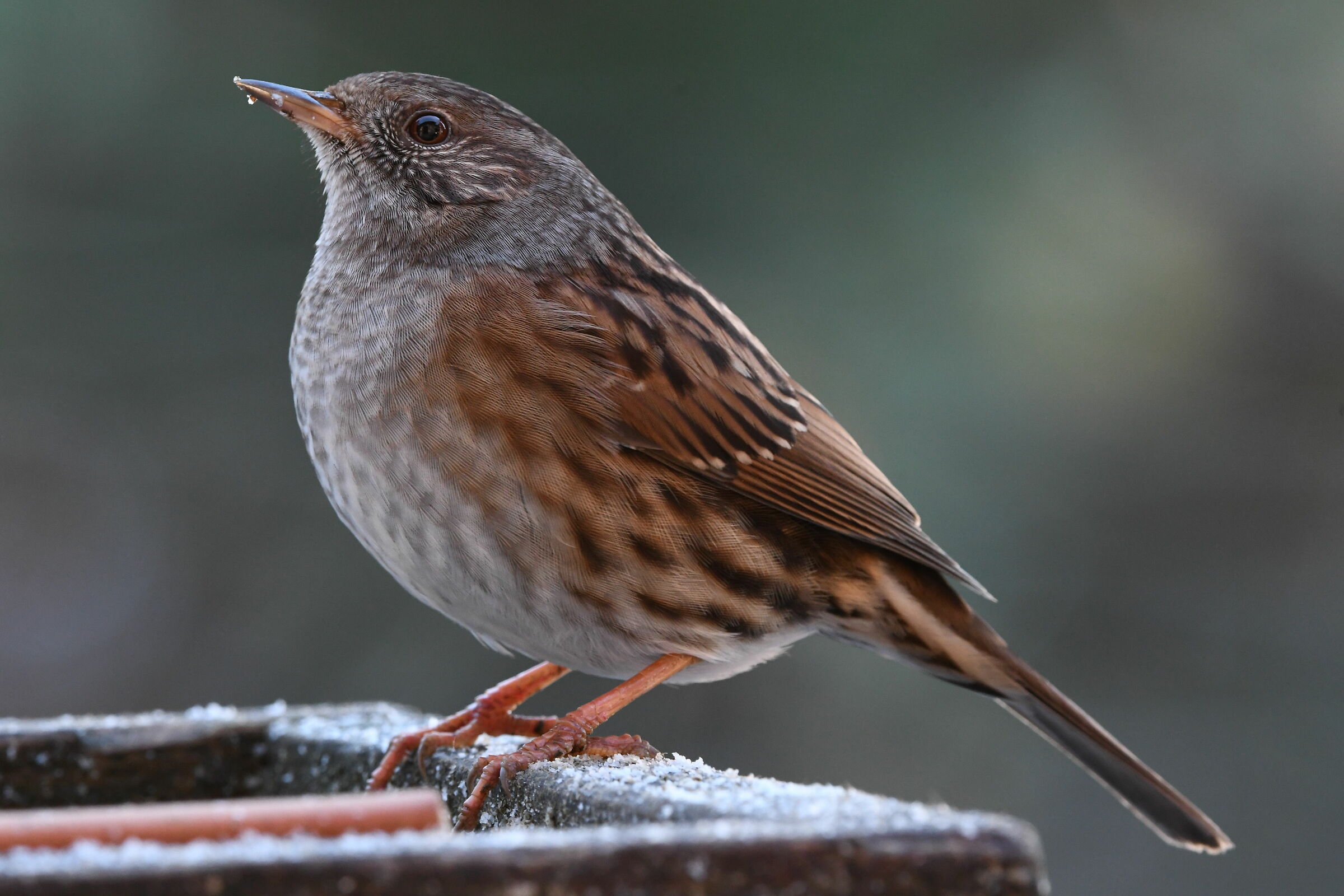 Passera scopaiola: in vetrina