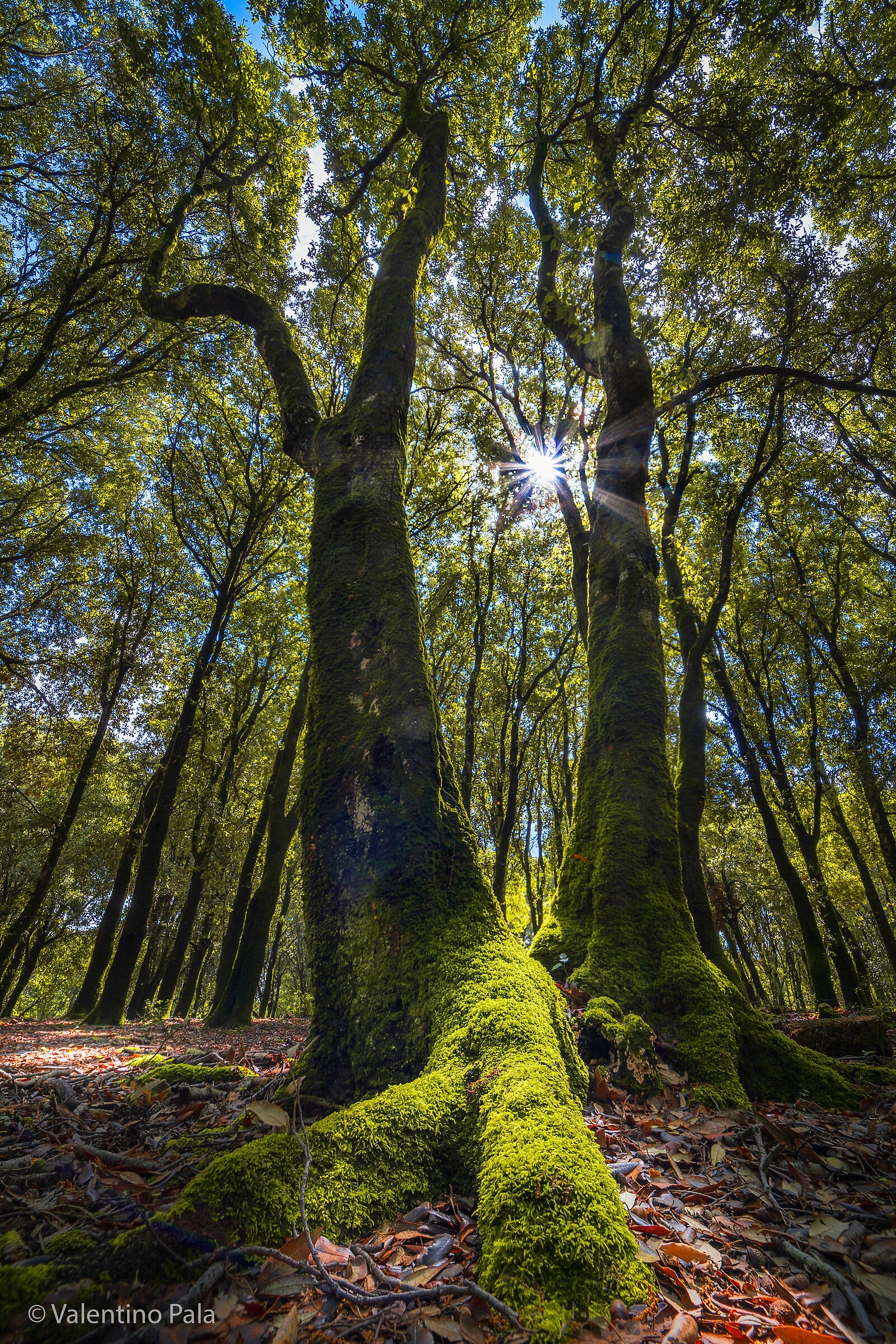 Foresta Is Cannoneris - Sud Sardegna
