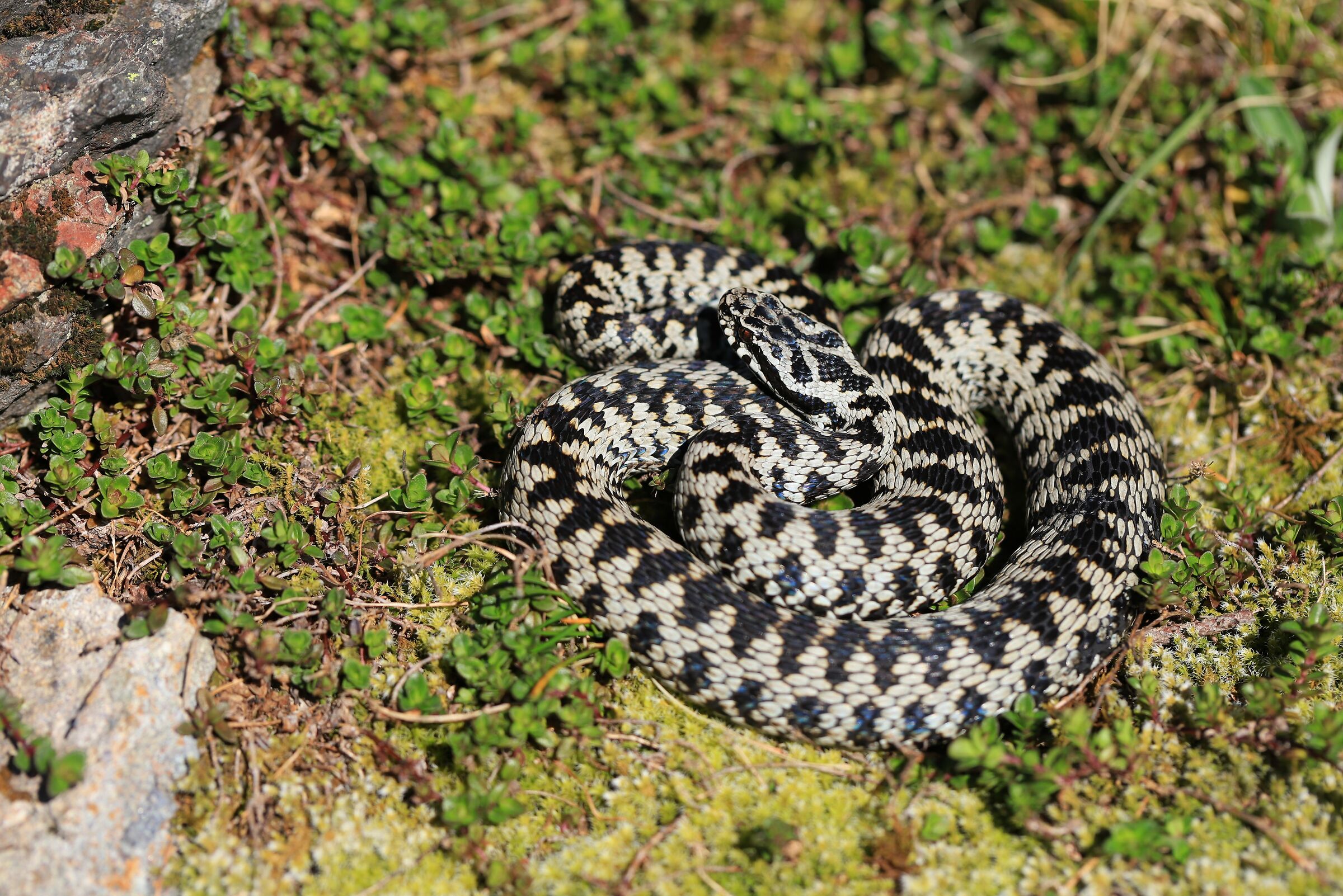 Viper berus ssp. berus, male, 1500m