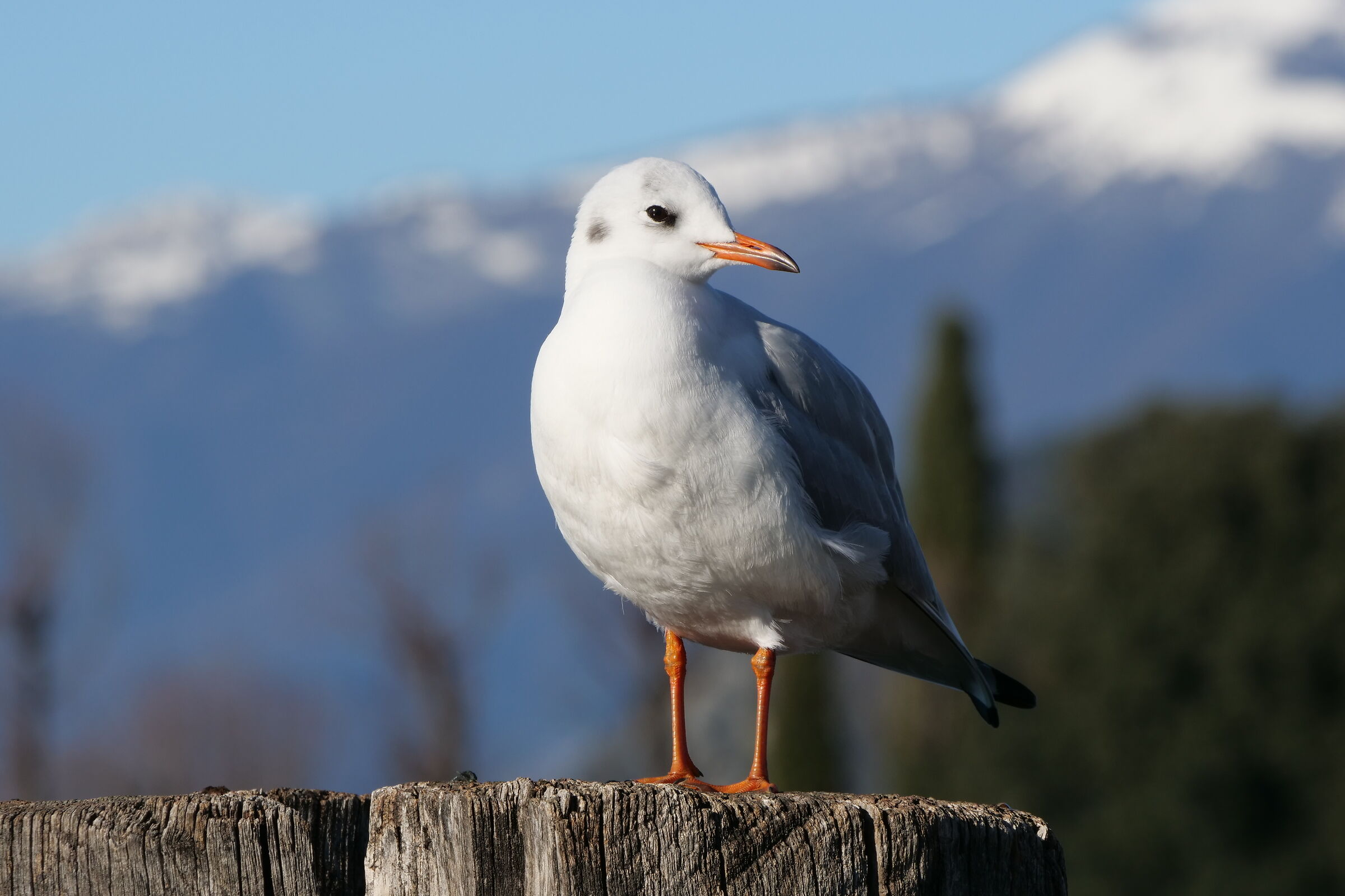 Una domenica di sole