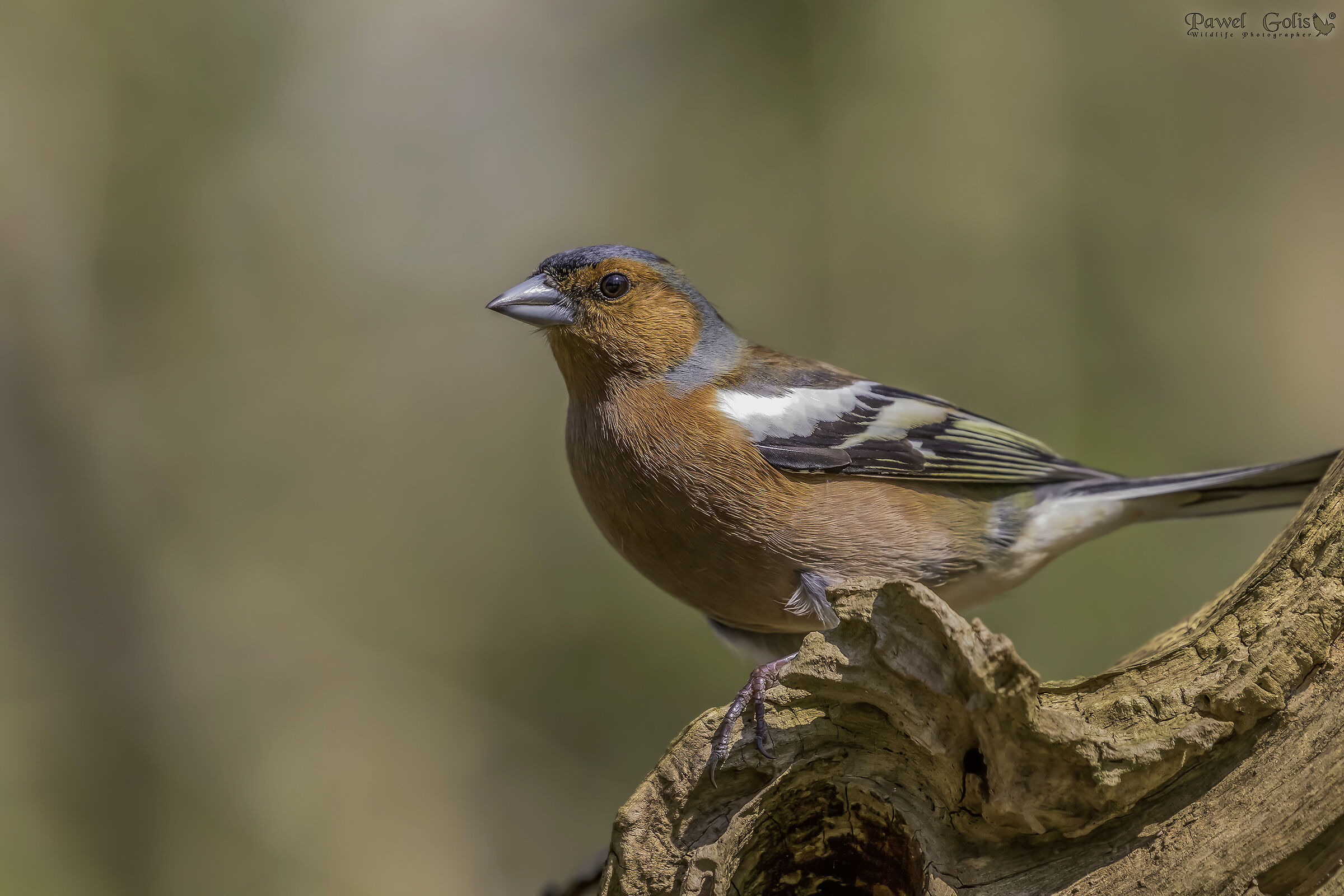 Chaffinch comune (Fringilla coelebs)