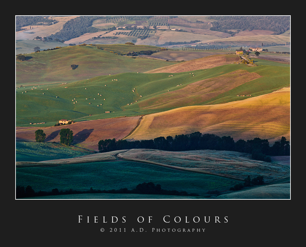 Fields of Colours