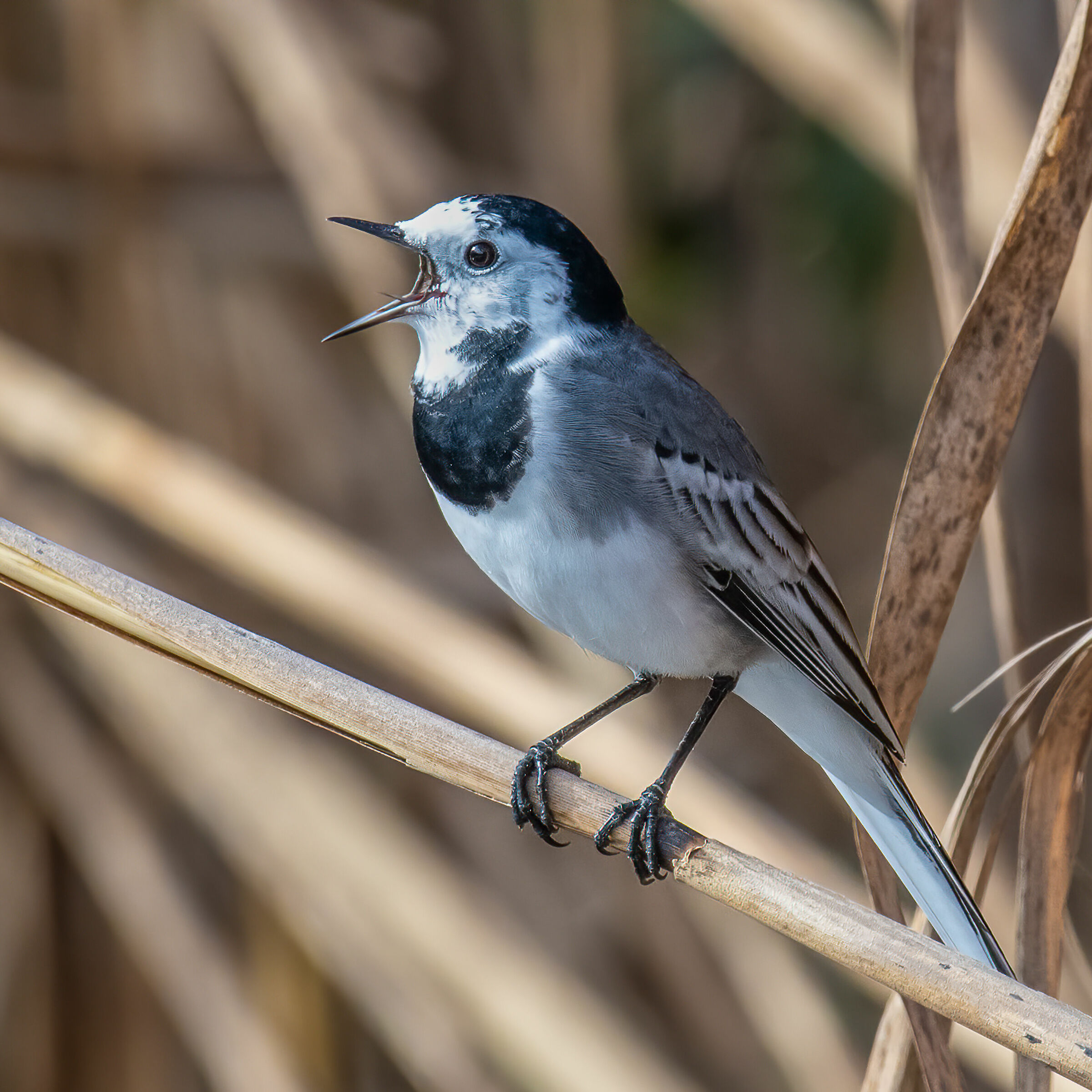 White ballerina in the reed