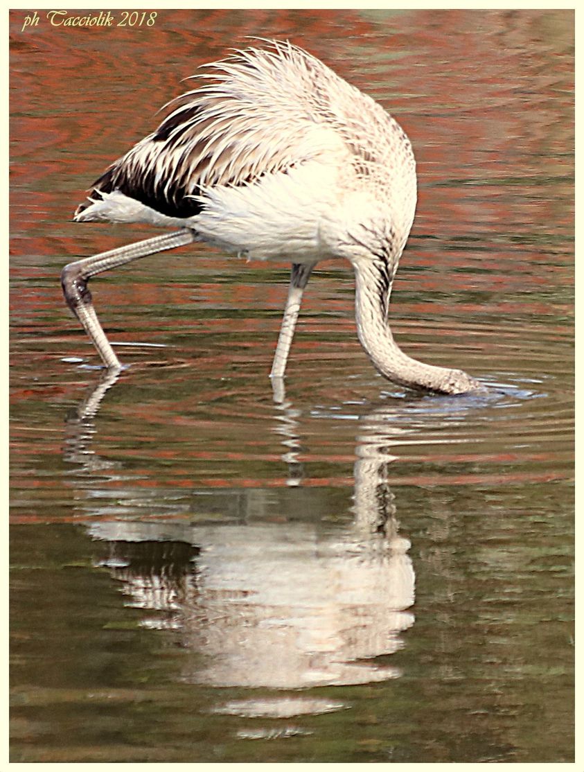 "Cucciolo" di fenicottero - Orbetello laguna di Po...