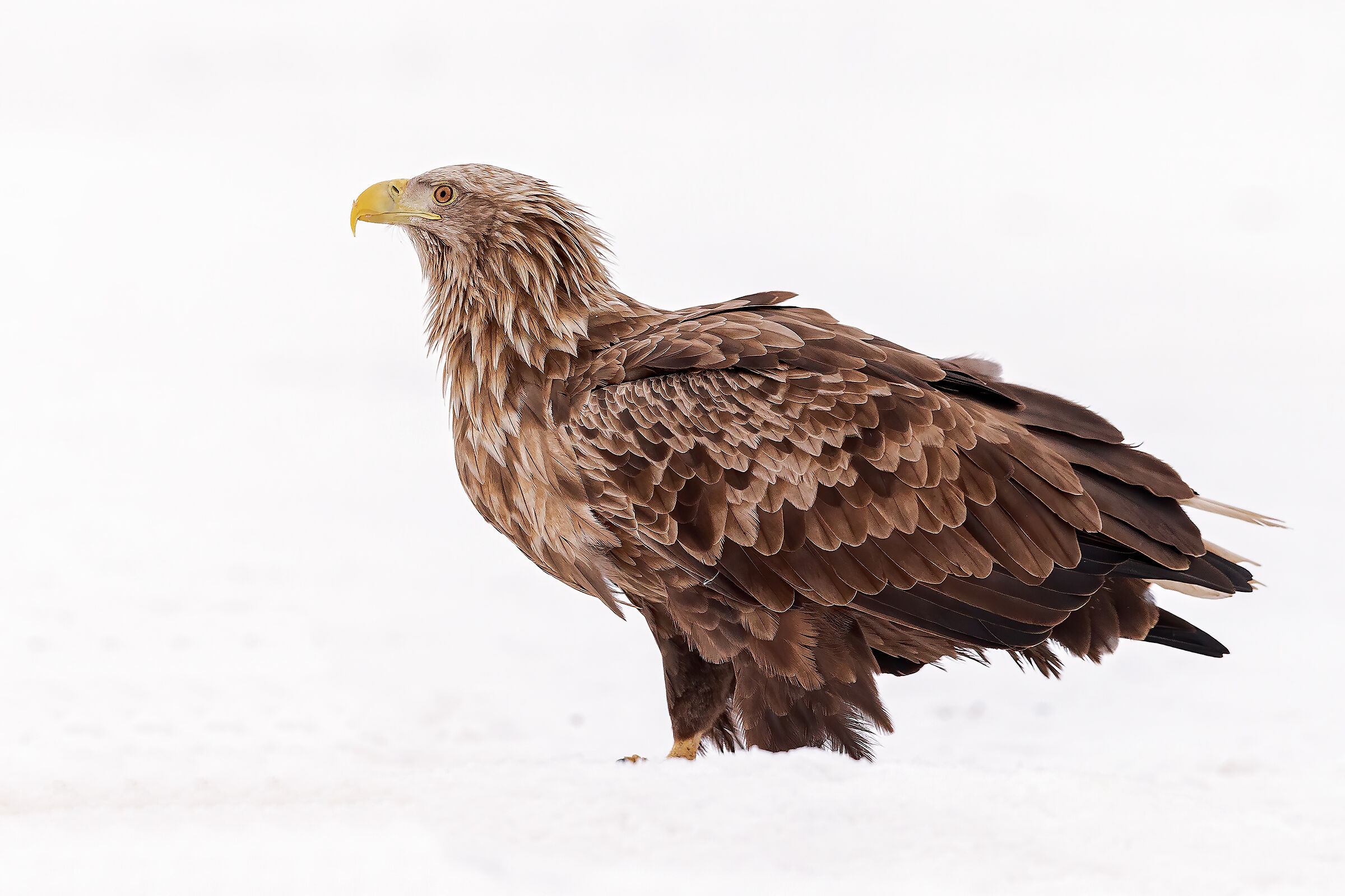 White tailed eagle in High Key