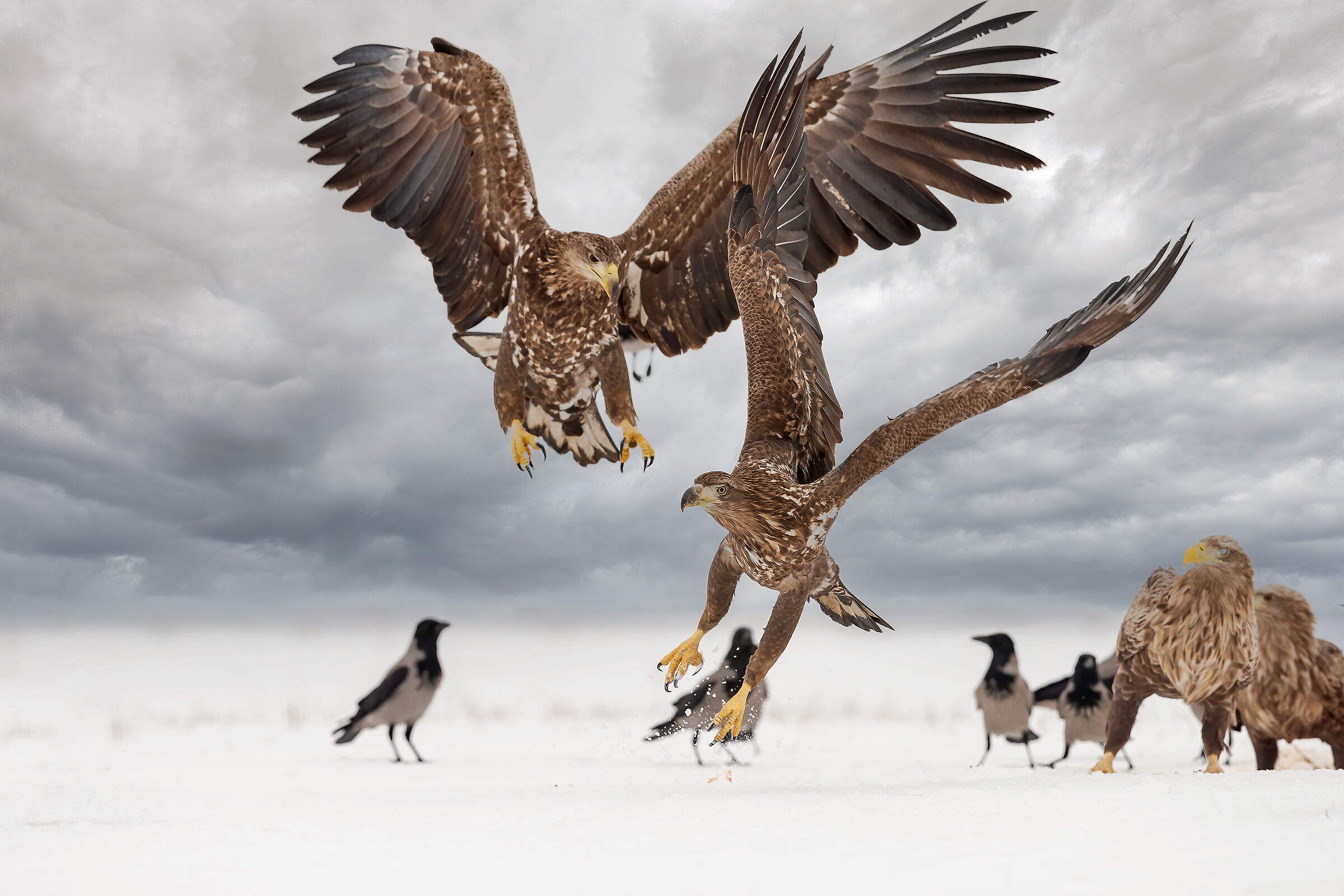 Haliaeetus albicilla