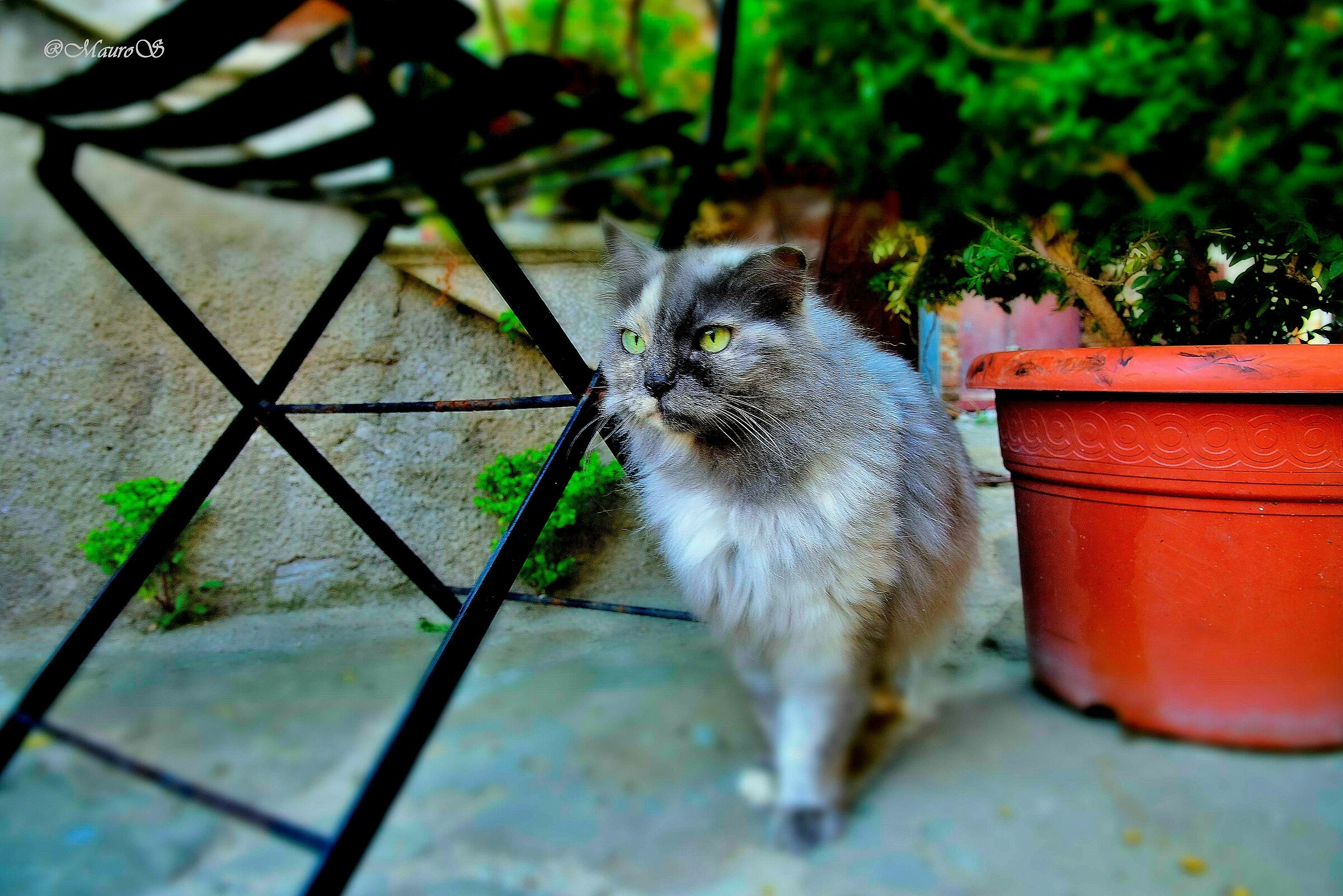 Occhi di gatto