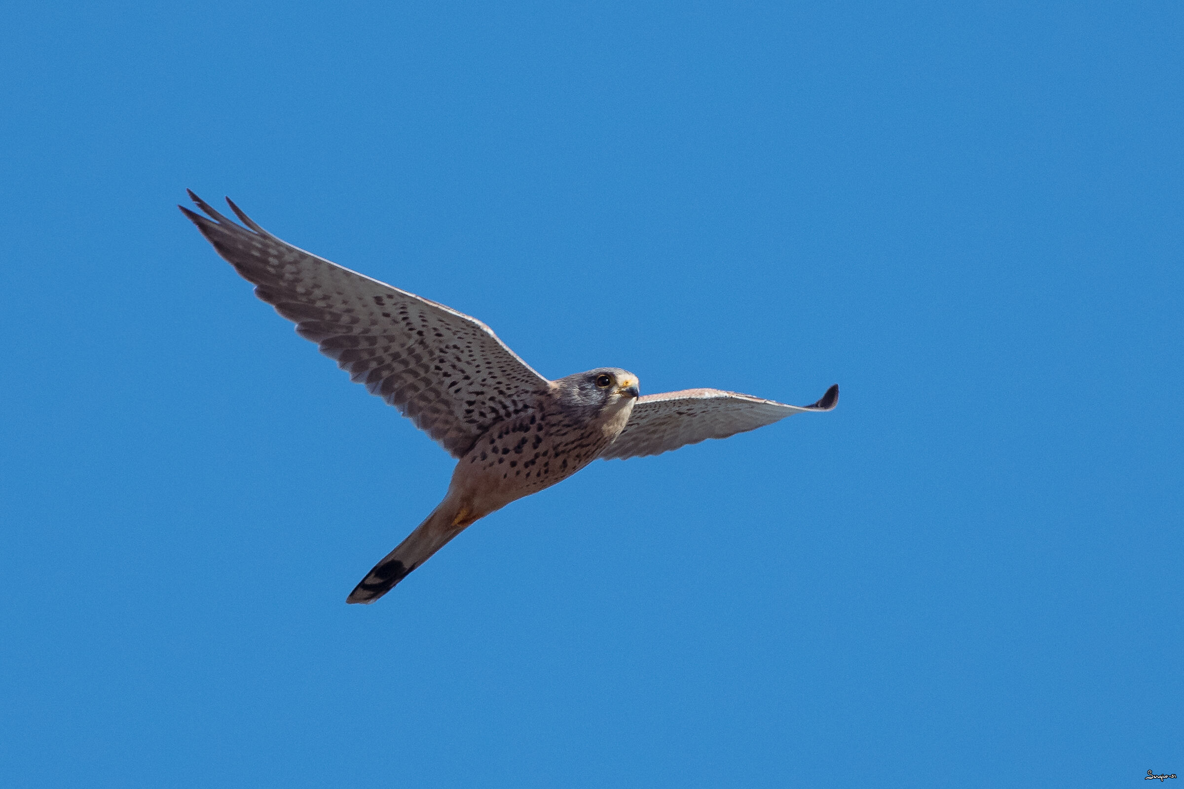 Kestrel