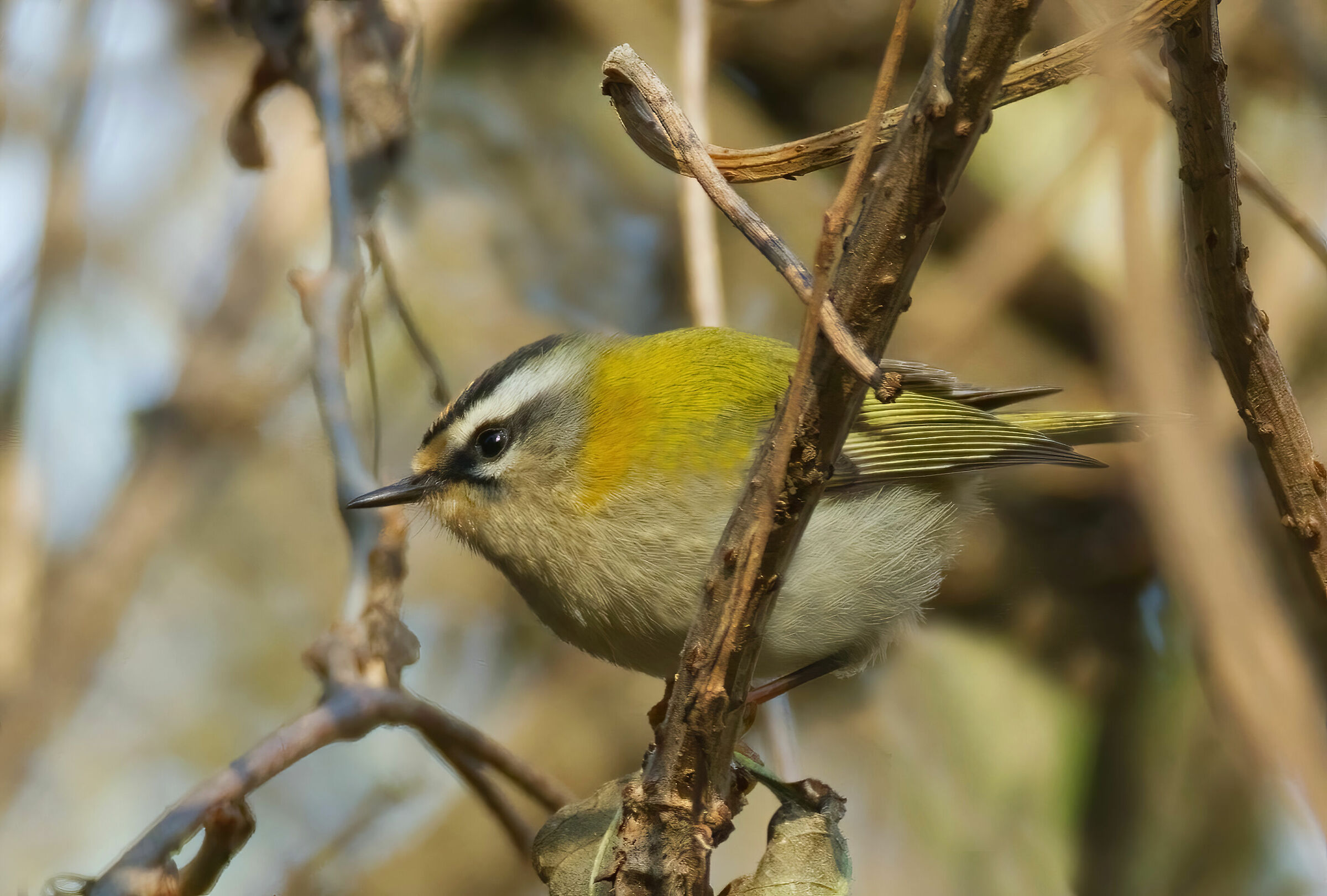 Il profilo del fiorrancino