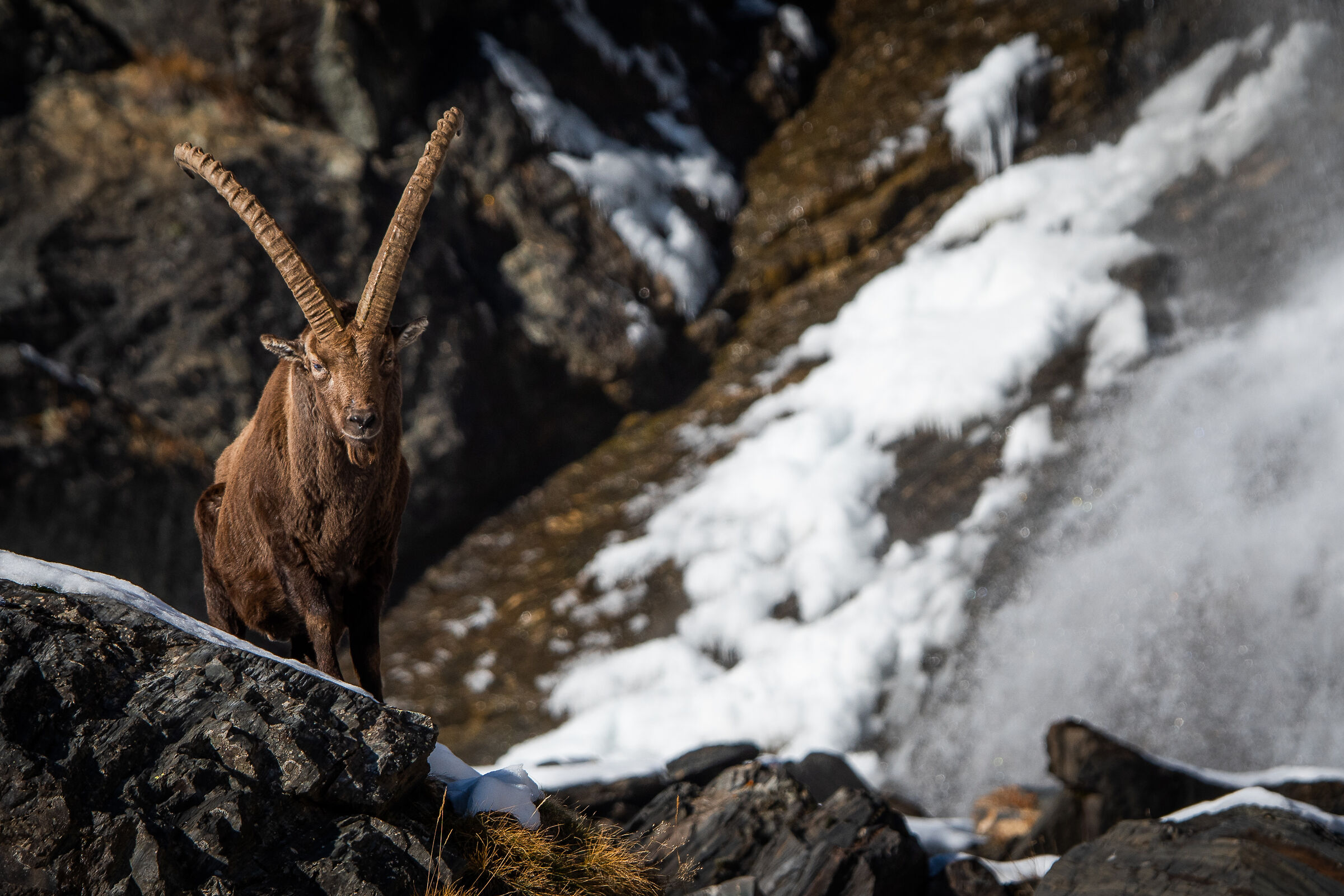 Lo stambecco e la cascata
