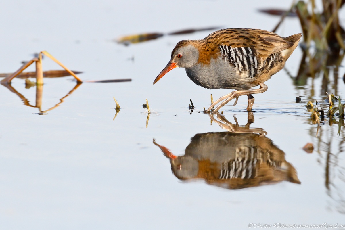 Water Rail