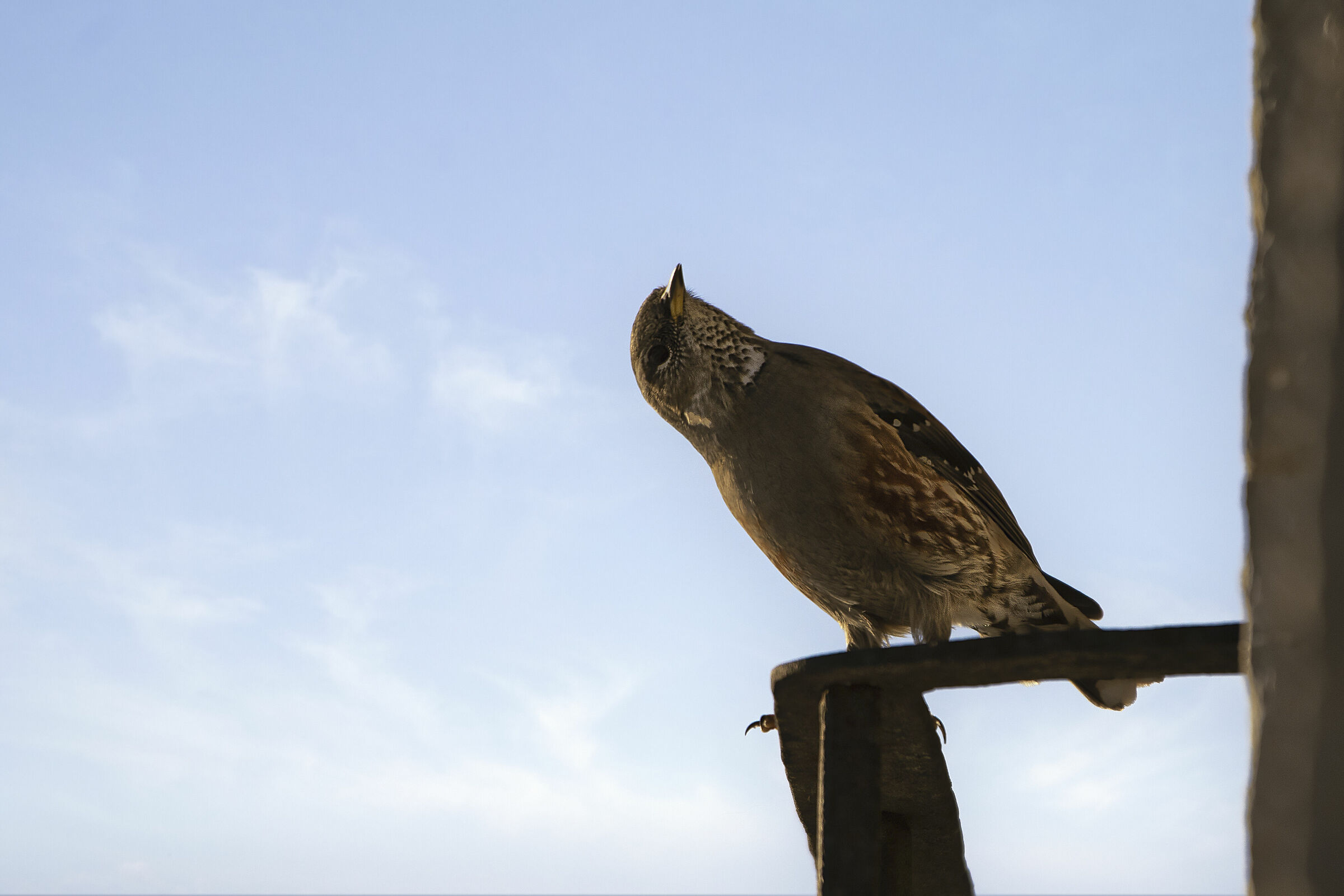 Un sordone sul Linzone