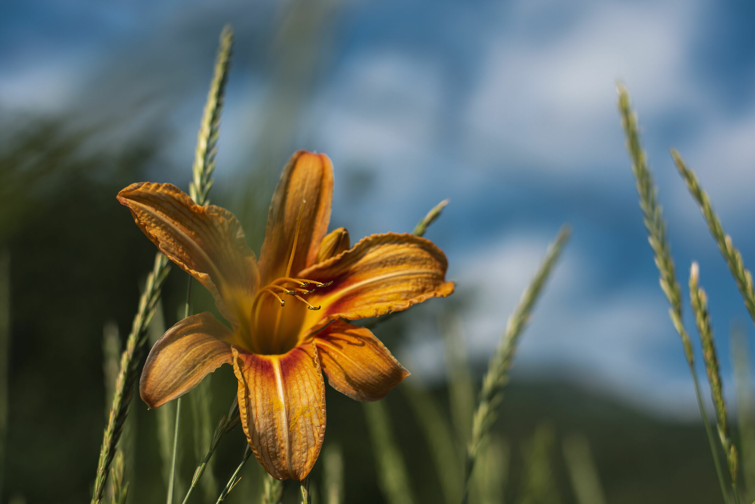 A spasso per giardini