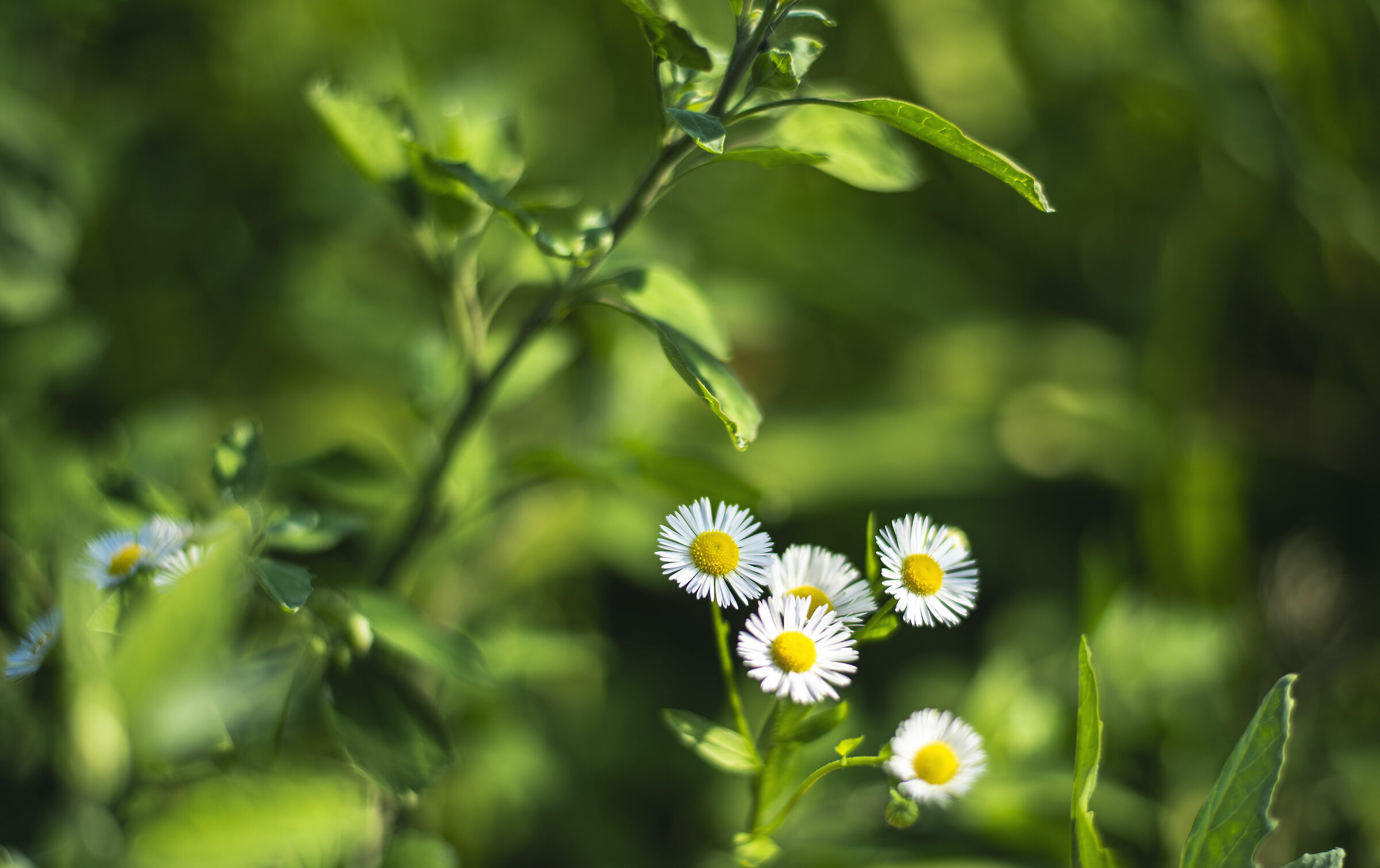 A spasso per giardini 3