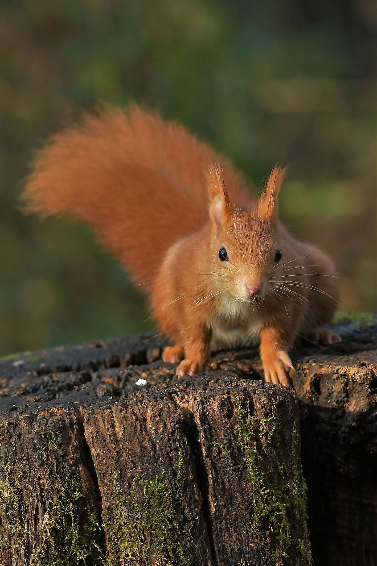 look, I see you're photographing me!!!