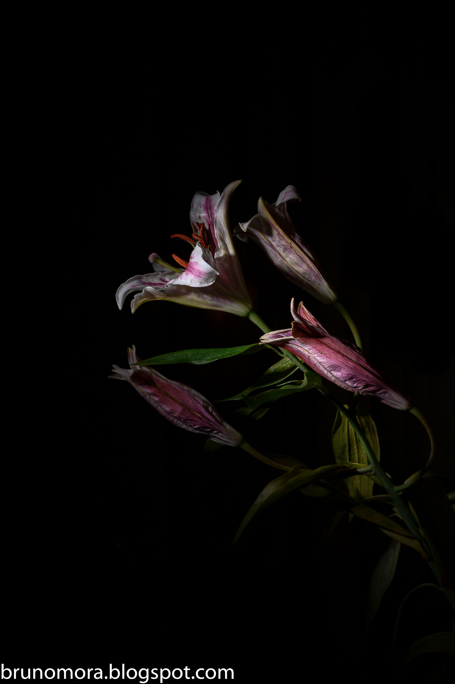 Studio su Lilium (prova z6ii)